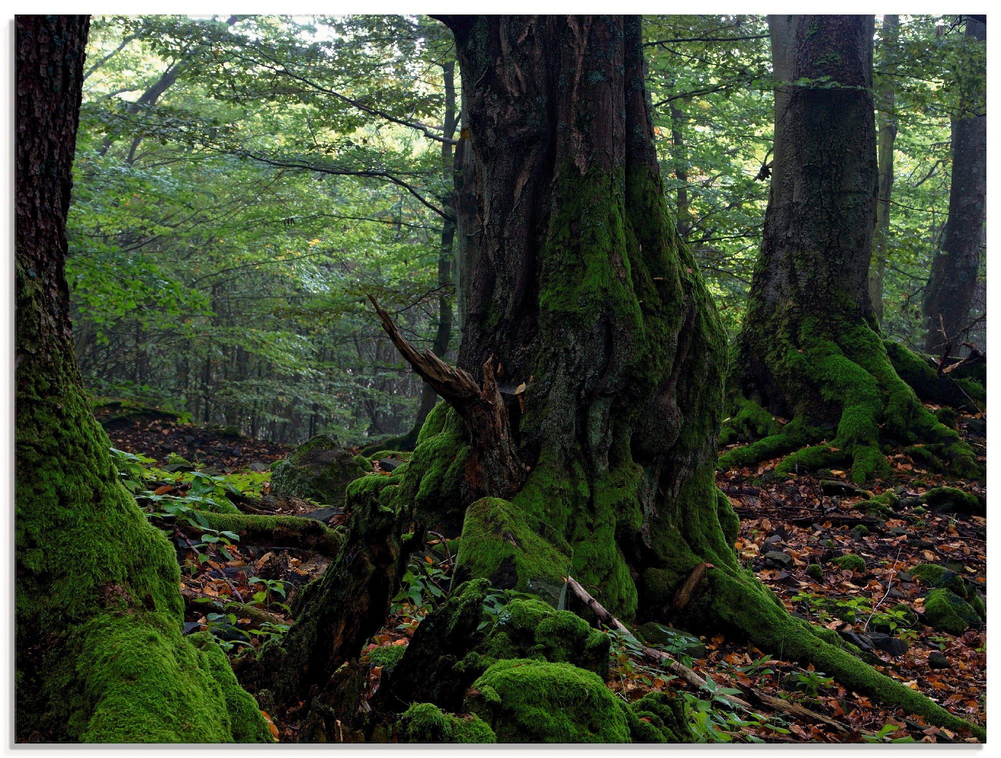 verschiedenen Artland in Wald (1 Größen St), Alte am Kraterrand, Bäume Glasbild
