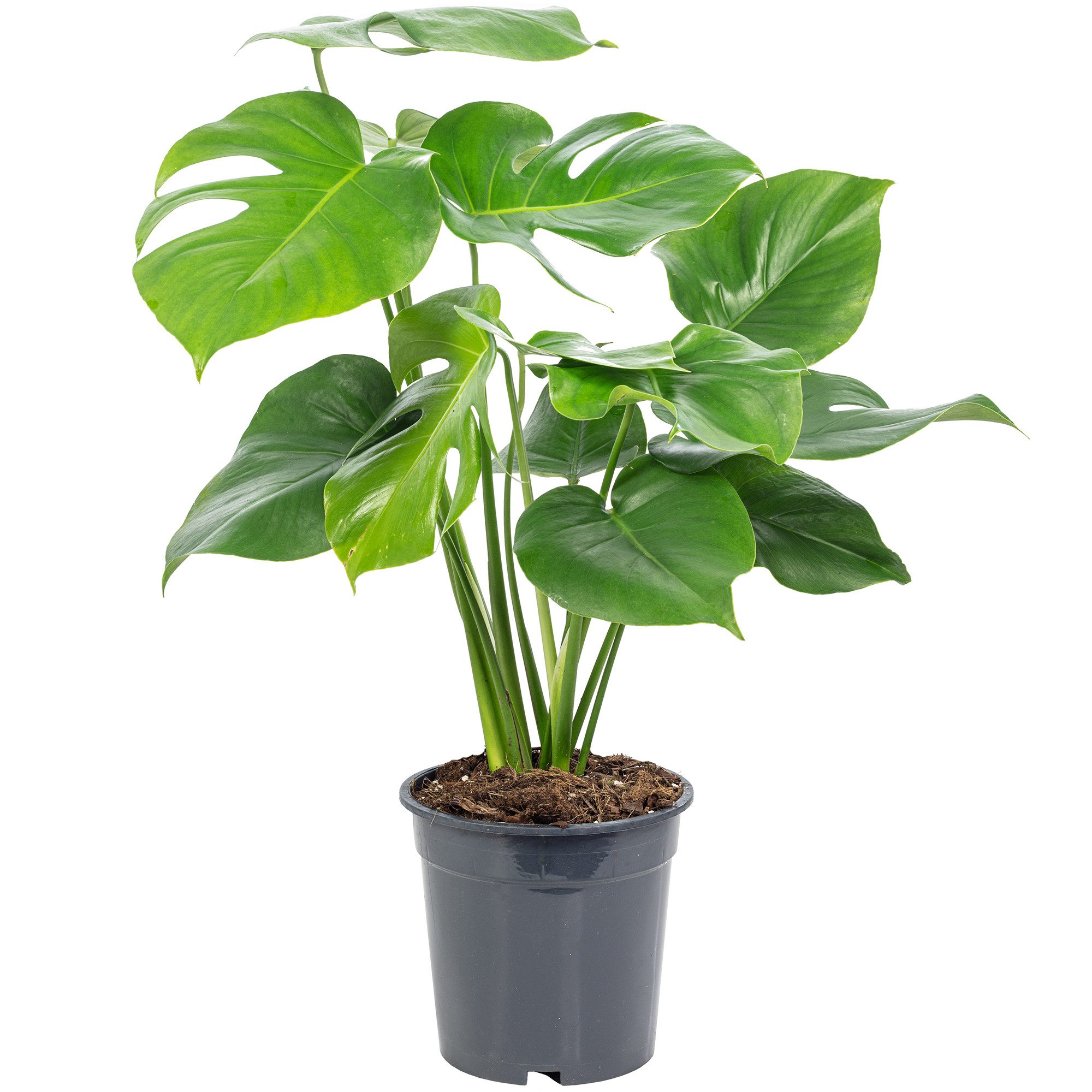 Flowerbox Zimmerpflanze Fensterblatt - Monstera Deliciosa, pflegeleicht - H günstig online kaufen