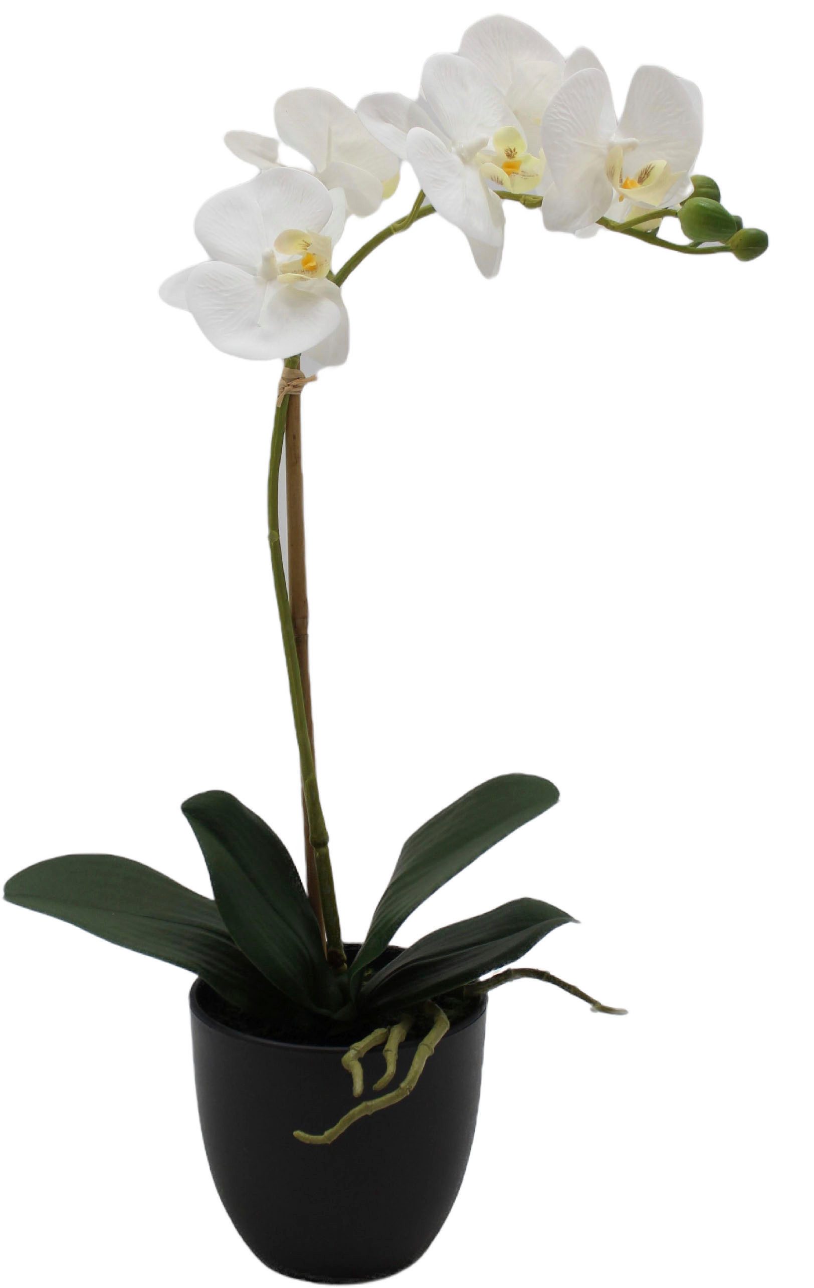 Creativ green Kunstorchidee "Orchidee Phalaenopsis" mit täuschend echten Bl günstig online kaufen
