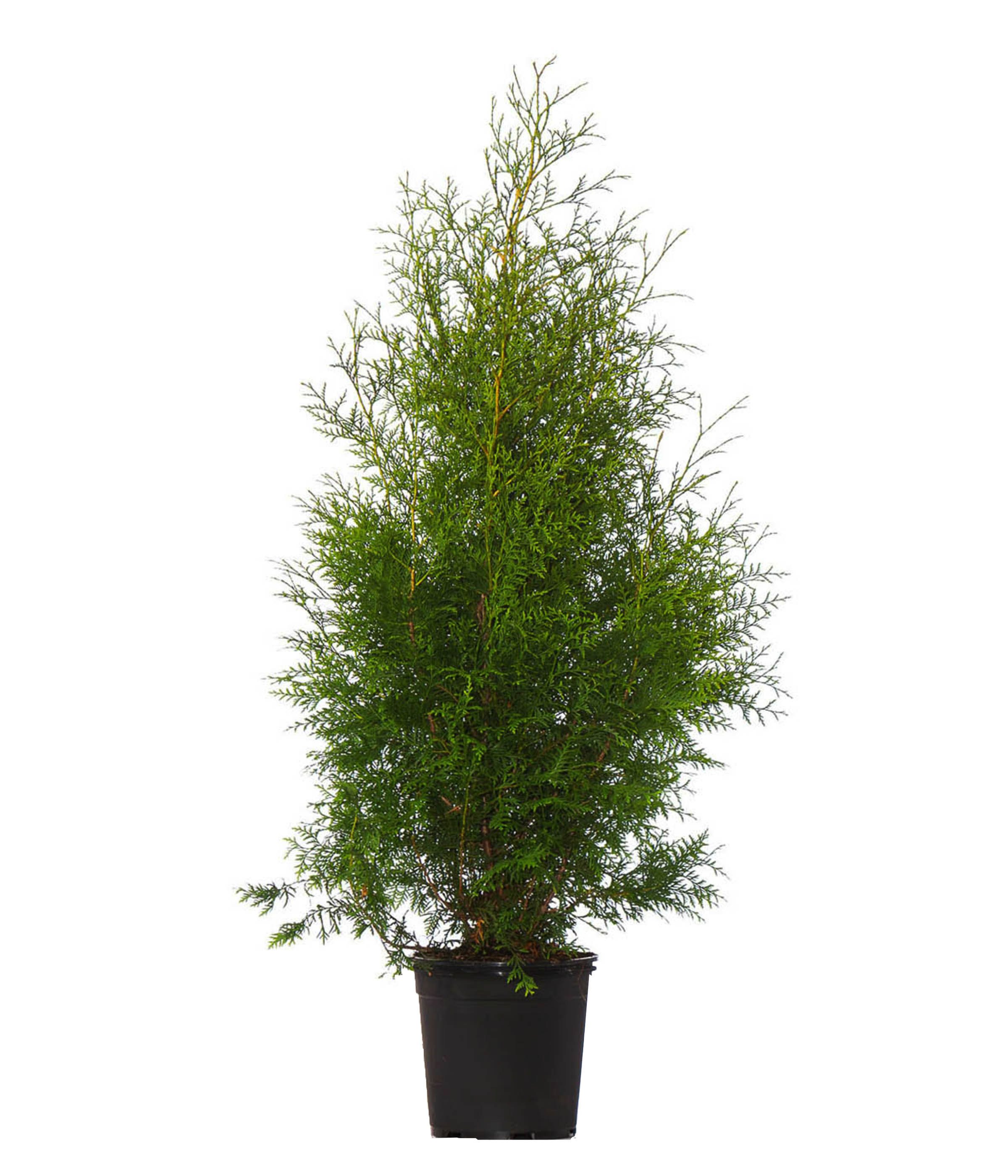 Dehner Hecken Thuja Lebensbaum Brabant, 12 Pflanzen, für 4-5 m Hecke, je 125-150 cm, immergrüne Gartenpflanze als Sichtschutz-Hecke