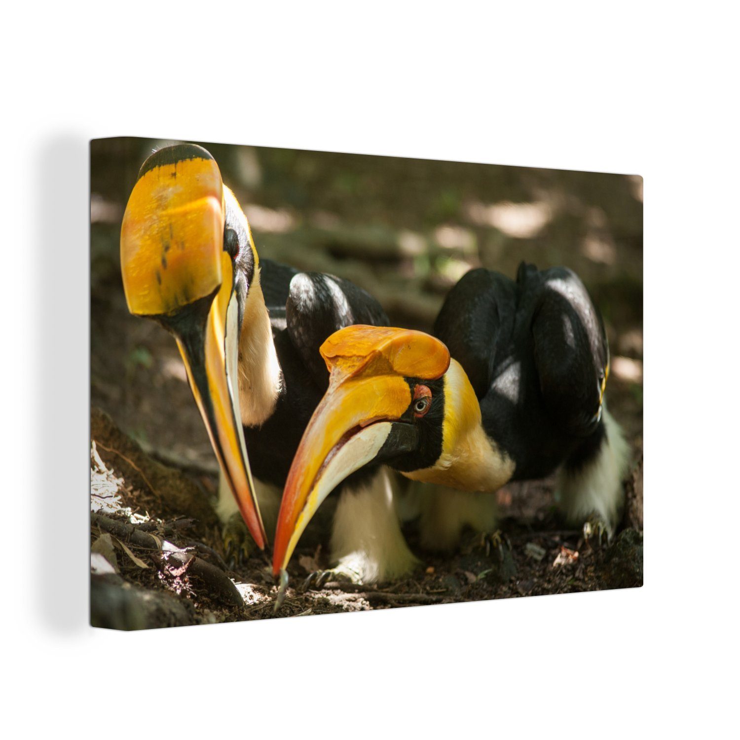 OneMillionCanvasses® Leinwandbild Hornvogel - Nahrung - Tiere, (1 St), Wandbild Leinwandbilder, Aufhängefertig, Wanddeko, 30x20 cm