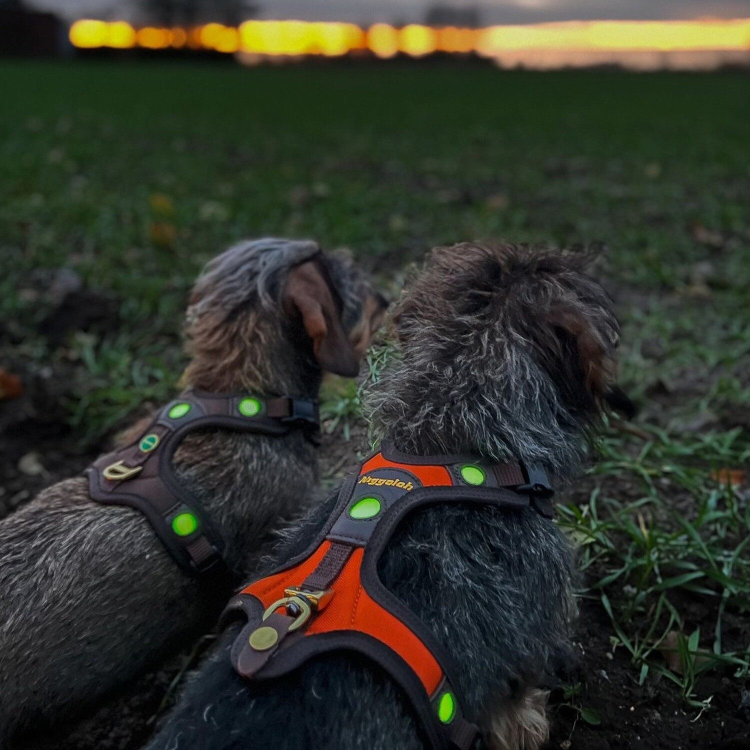 Niggeloh Hunde-Geschirr Hundeführgeschirr Follow Light Lichtblick günstig online kaufen