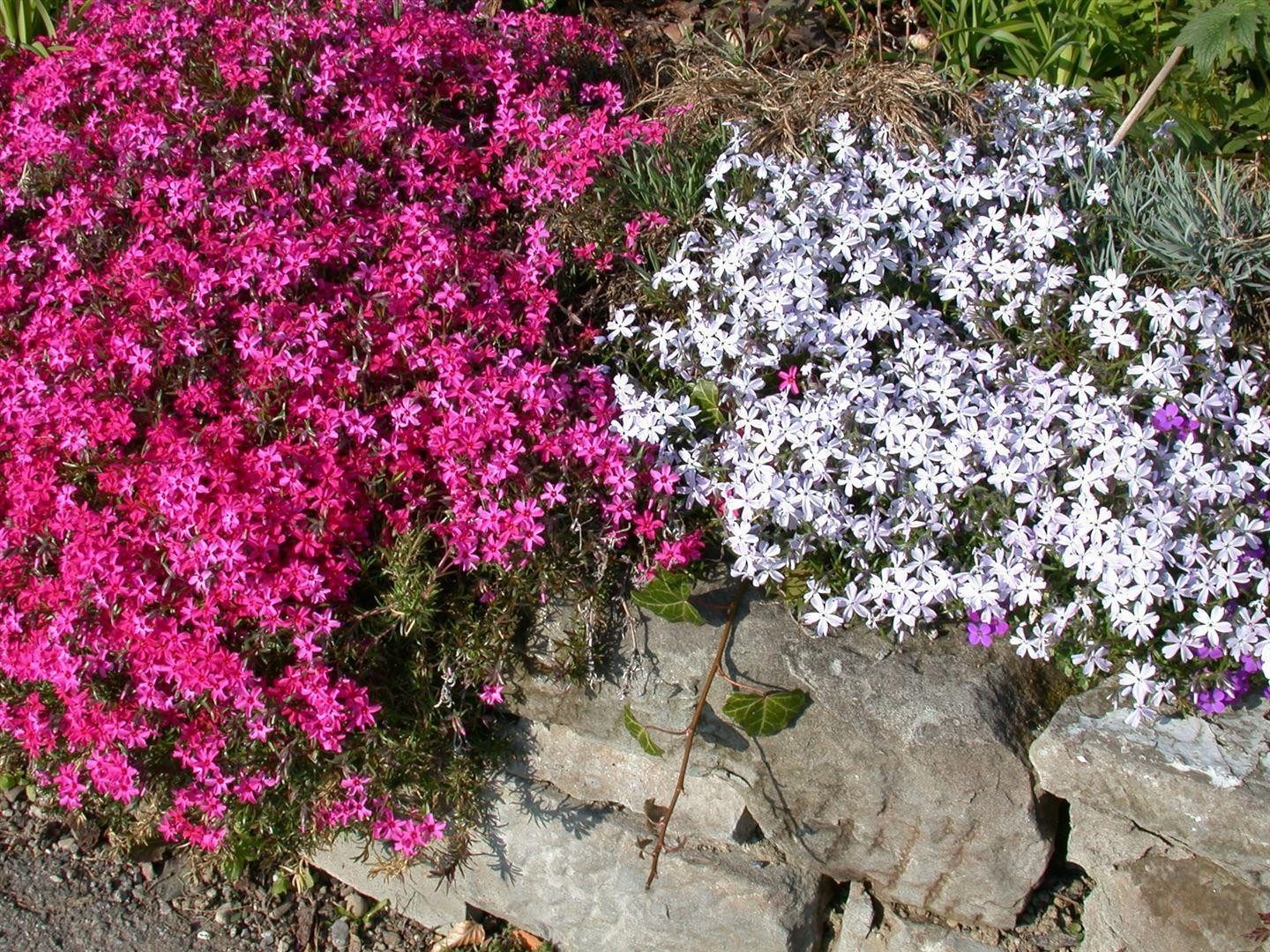 Pflanzen für Dich Bodendecker Phlox subulata Temiskaming, 1 St., Polsterphlox, Teppichphlox, leuchtendrot, teppichbildend