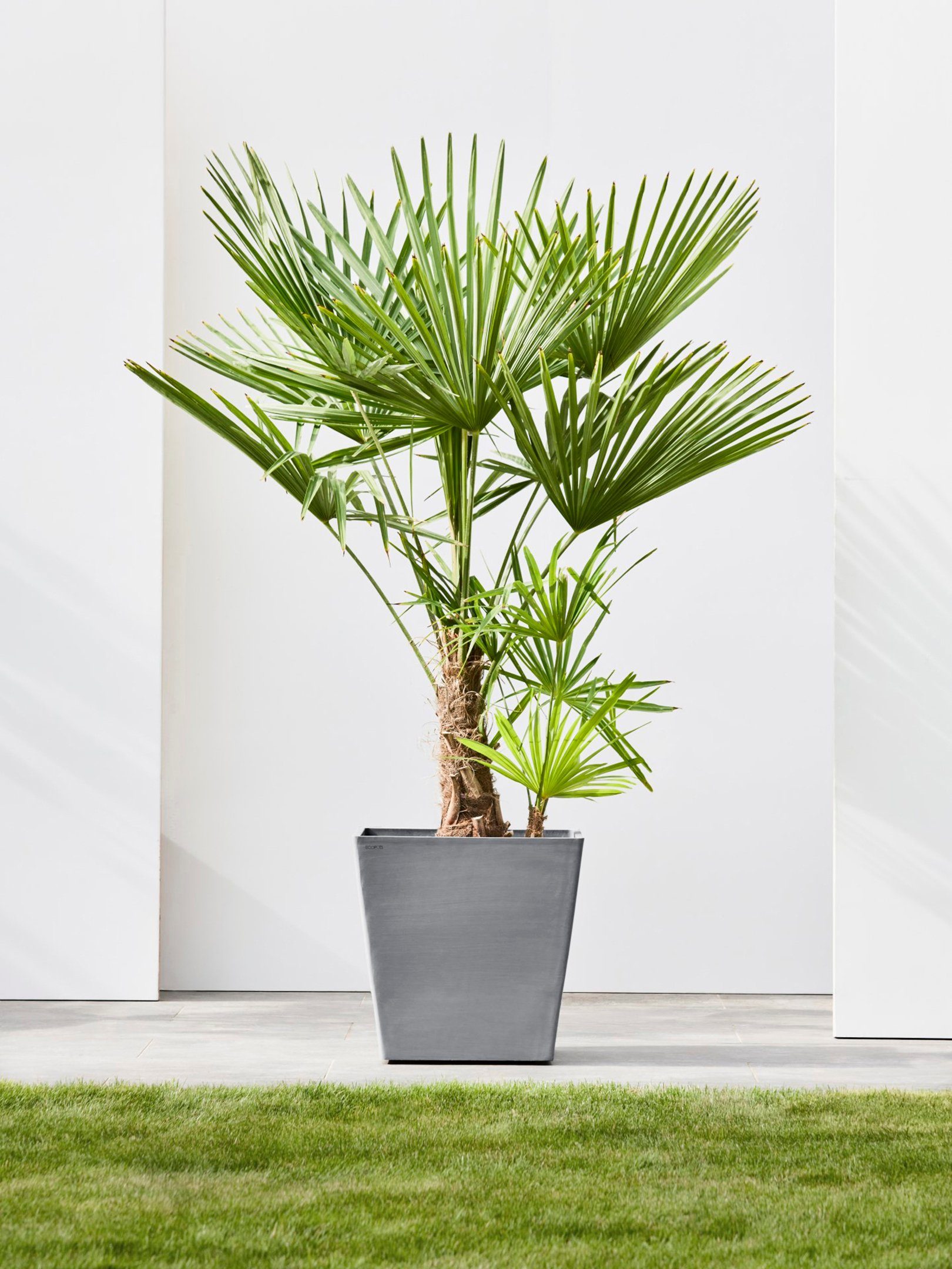 ECOPOTS Blumentopf Rotterdam mit Rollen 50 günstig online kaufen