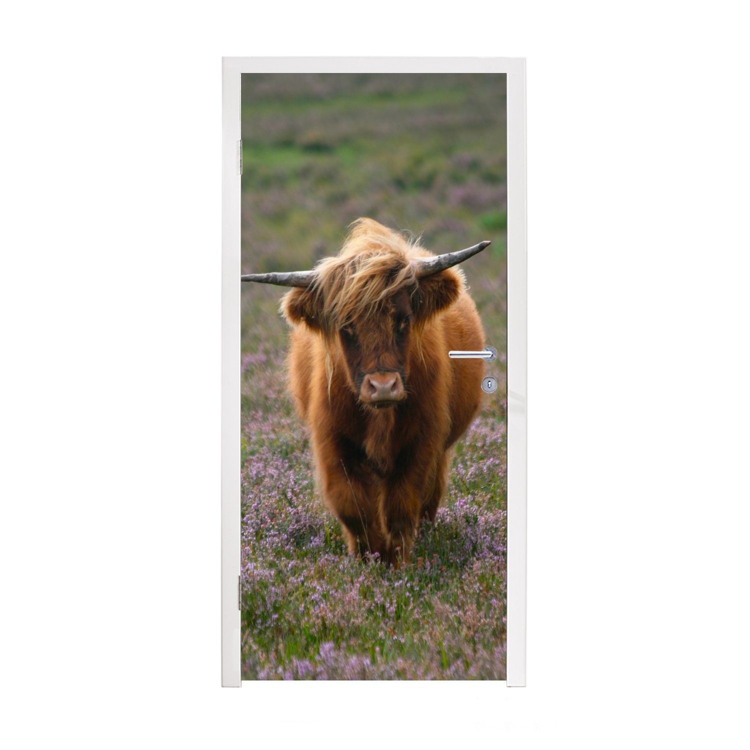 MuchoWow Türtapete Schottische Hochlandbewohner - für Matt, Heidelandschaft 75x205 (1 Tiere, cm bedruckt, St), - Fototapete Türaufkleber, Tür