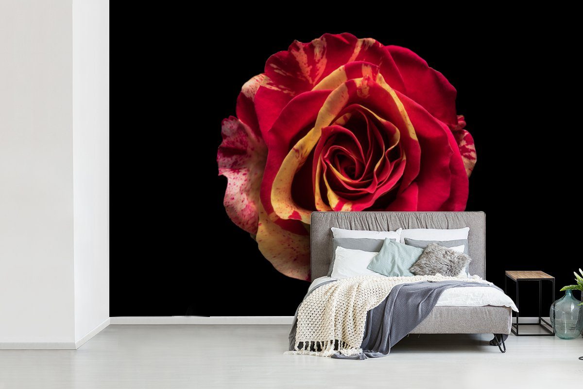 - Schlafzimmer, Rose Fototapete Rot St), bedruckt, für - Wallpaper Blume Vinyl Tapete Matt, MuchoWow - (6 Kinderzimmer, Wohnzimmer, Schwarz,