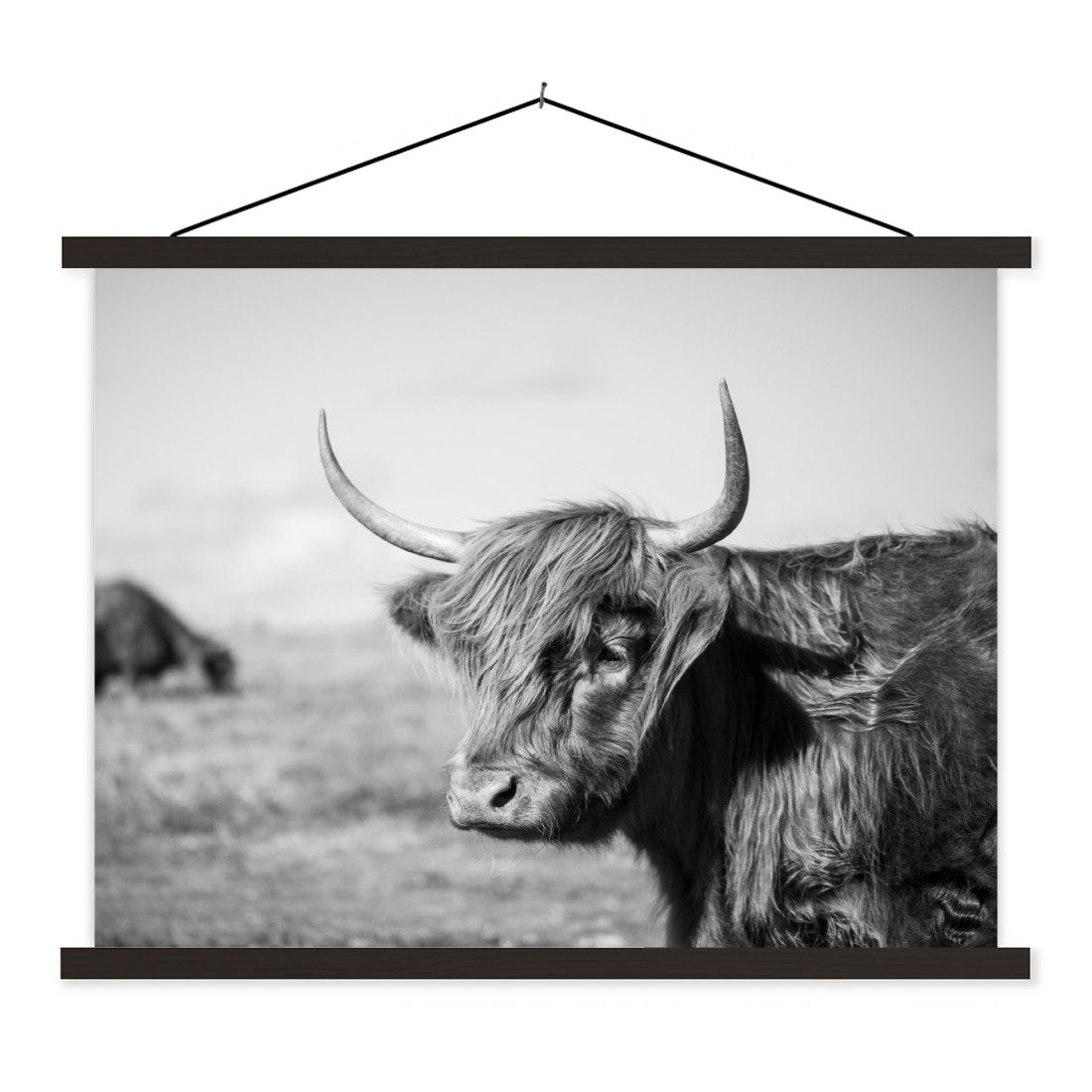 Poster Schottischer Highlander - Tiere - Schwarz - Weiß