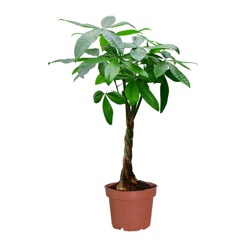 Green Me Up Zimmerpflanze Große Glückskastanie, Wächst in Erde, Pflegeleicht, Ungiftig für Tiere und Kinder