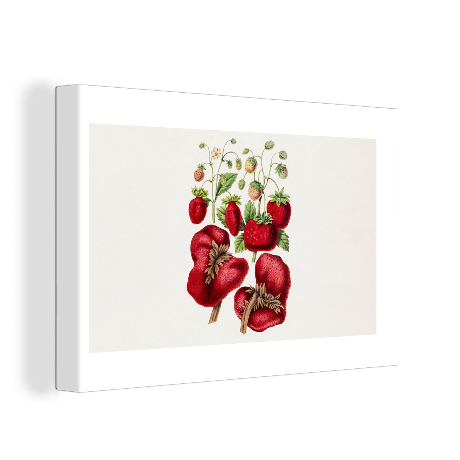 Pflanze, 30x20 - Obst cm Leinwandbild OneMillionCanvasses® Wanddeko, St), Aufhängefertig, Wandbild Leinwandbilder, Erdbeeren - (1