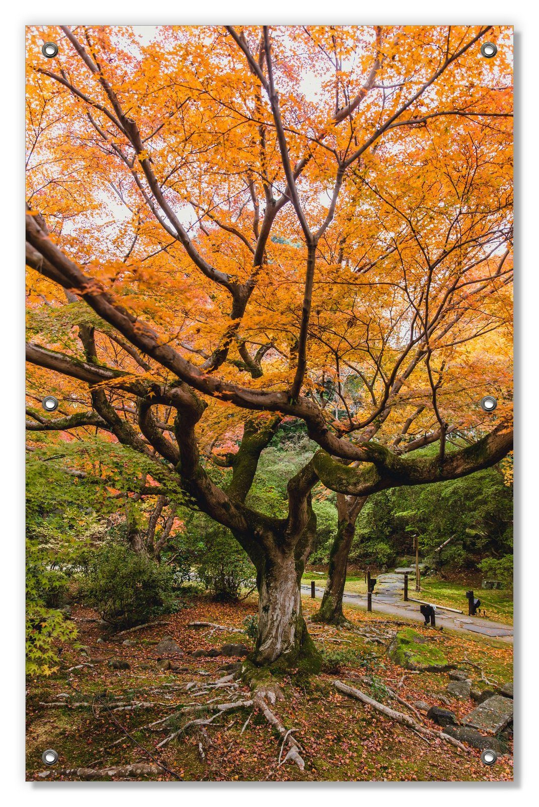 Sonnenschutz Gelber Ahornbaum im Herbst in Japan, Wallario, blickdicht, mit Saugnäpfen, wiederablösbar und wiederverwendbar