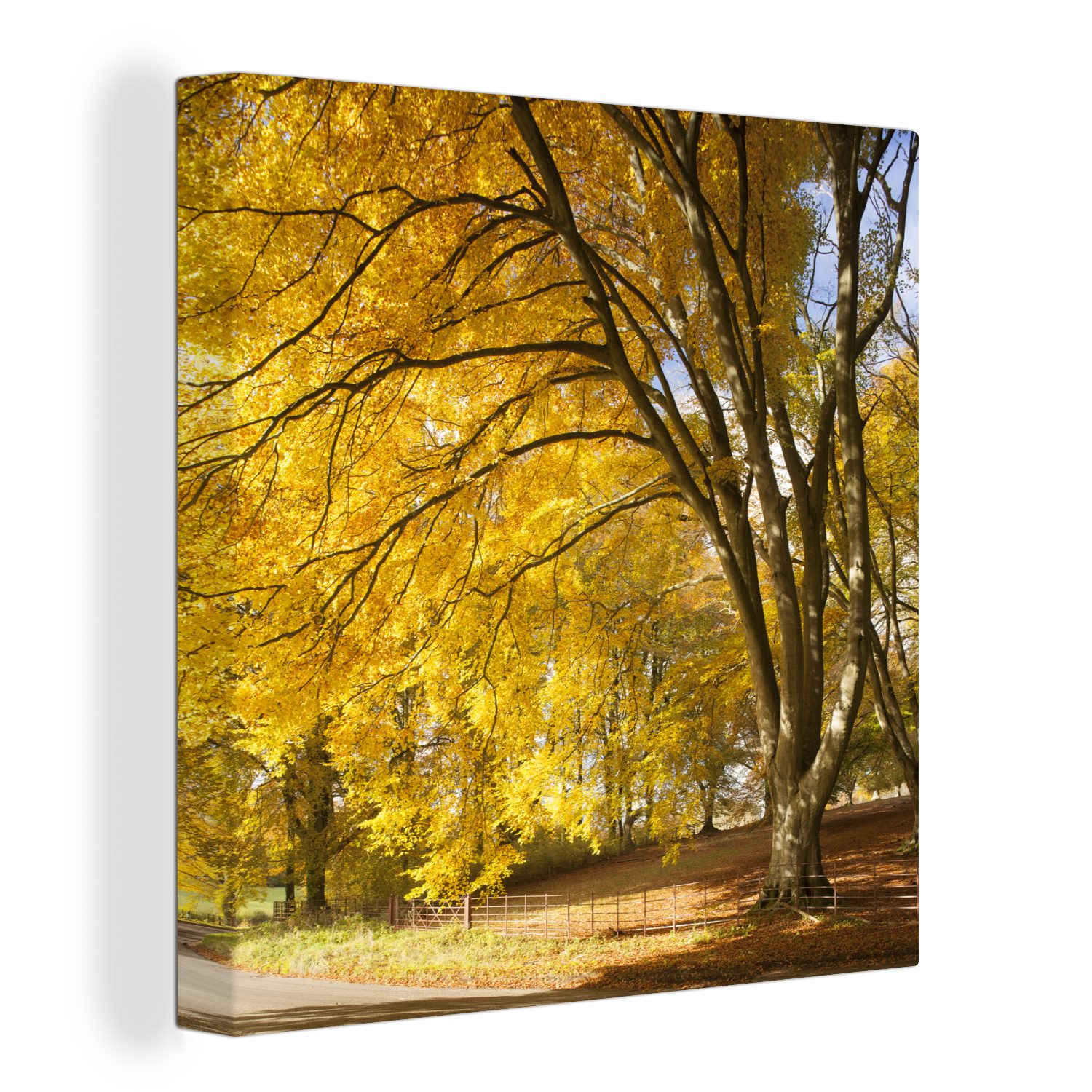 OneMillionCanvasses® Leinwandbild Gelbe Blätter in den Wäldern des englischen New Forest National Park, (1 St), Leinwand Bilder für Wohnzimmer Schlafzimmer