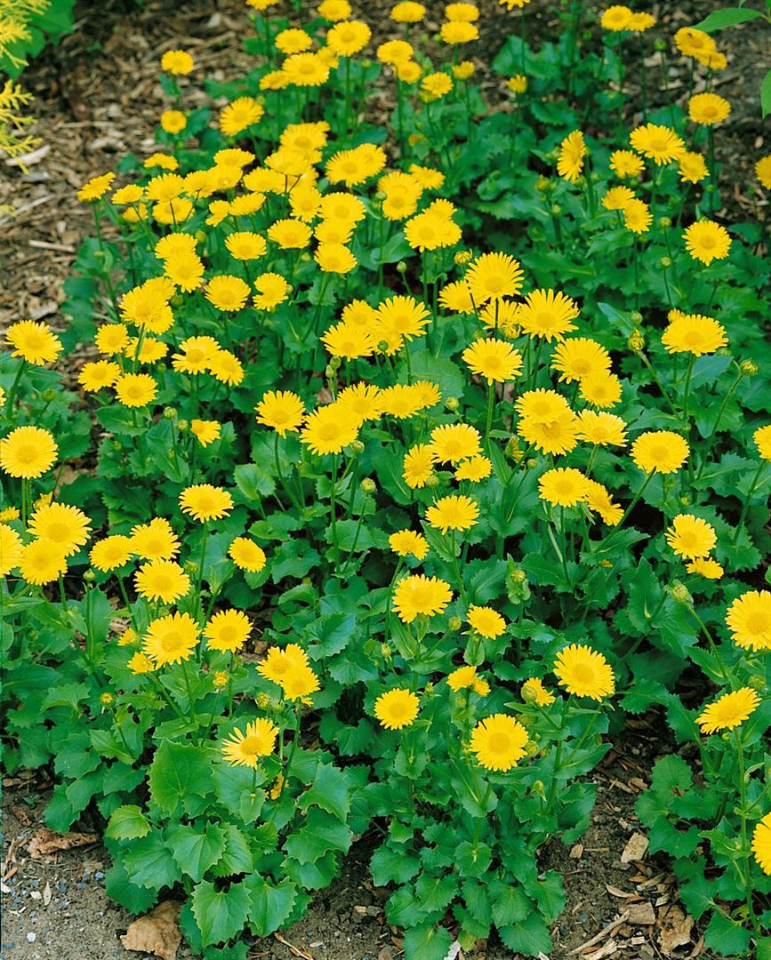 Pflanzen für Dich Staude Doronicum orientale Little Leo, 1 St., Gemswurz, Gämswurz