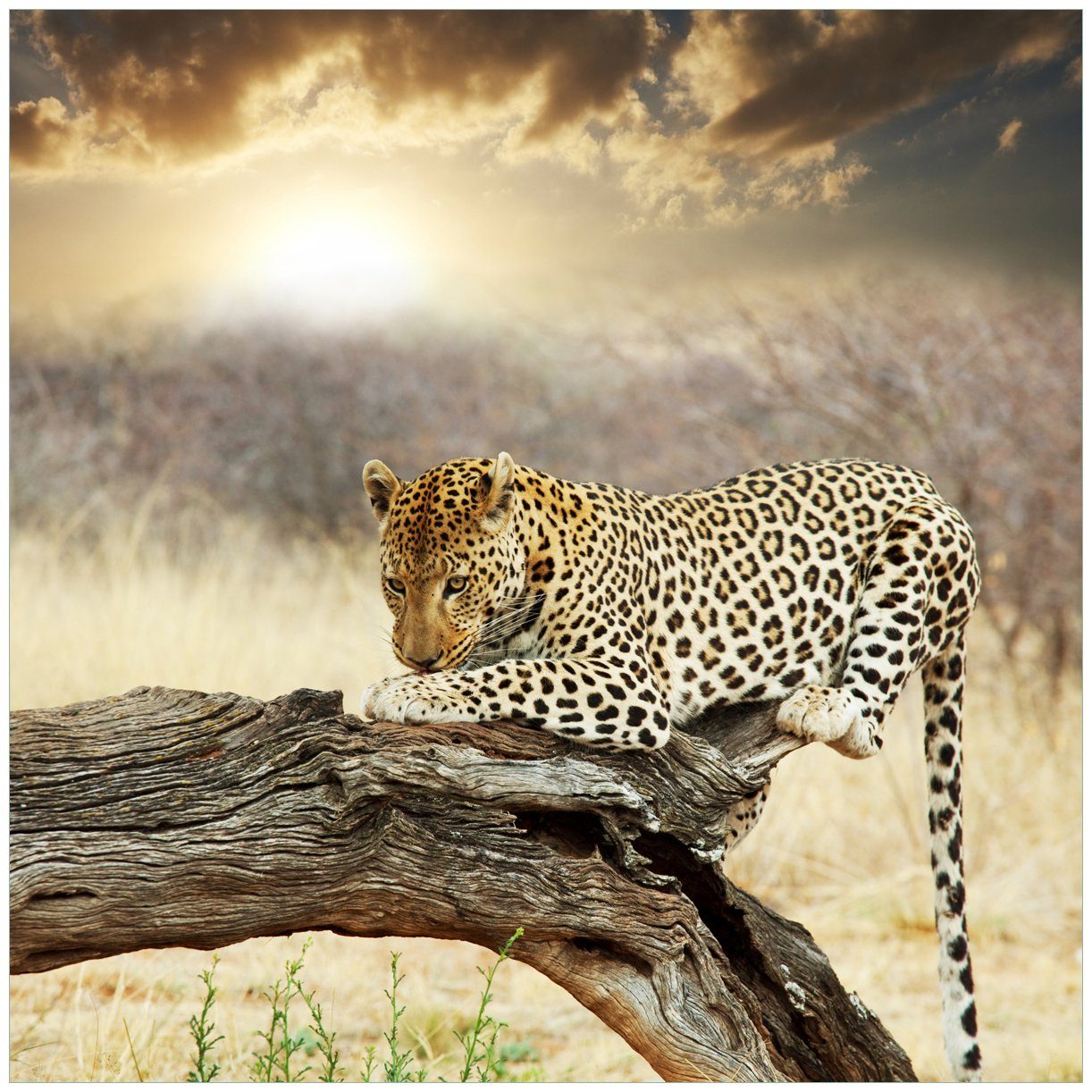 Wallario Tischplatte Leopard auf Baumstamm in Afrika (1 St), für Ikea Lack Tisch geeignet