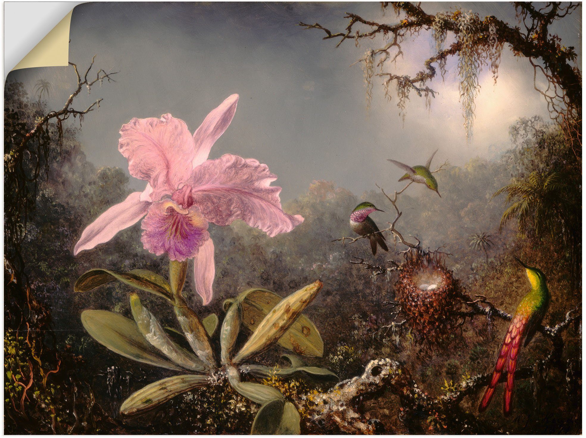 Artland Wandbild Cattleya Orchidee und drei Kolibris., Blumenbilder (1 St), als Alubild, Leinwandbild, Wandaufkleber oder Poster in versch. Größen | Poster