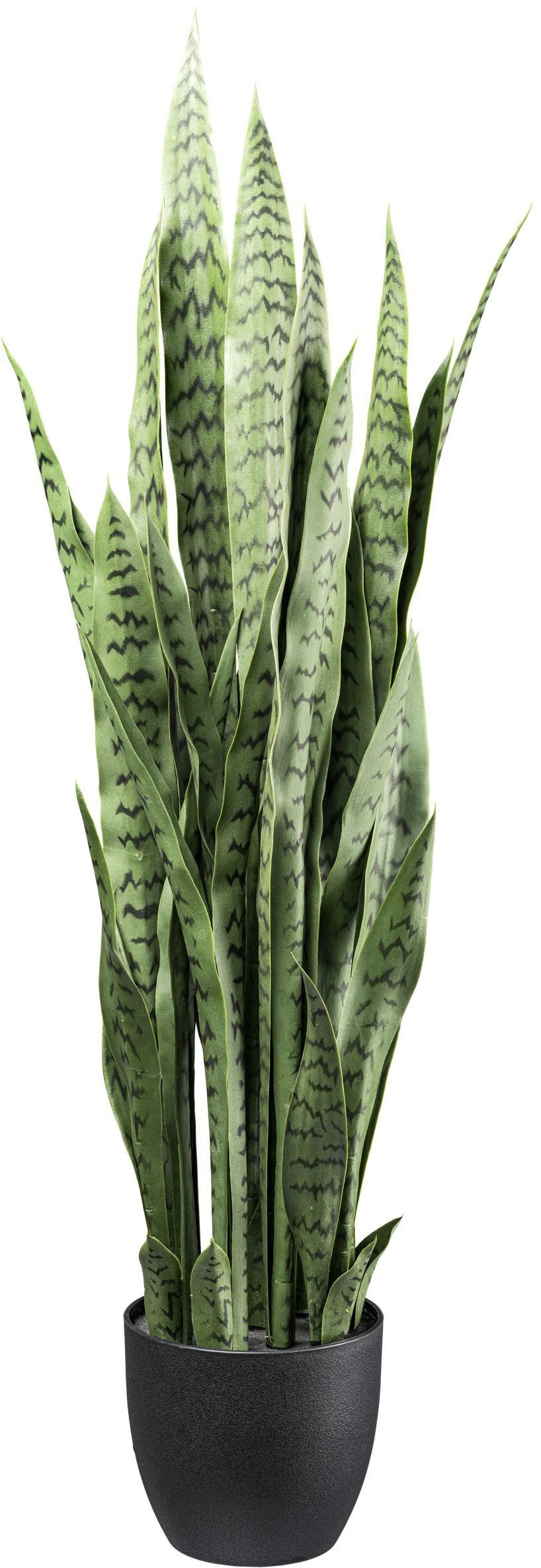 Künstliche Zimmerpflanze Sanseveria Grünpflanze, Creativ green, Höhe 11 cm, günstig online kaufen