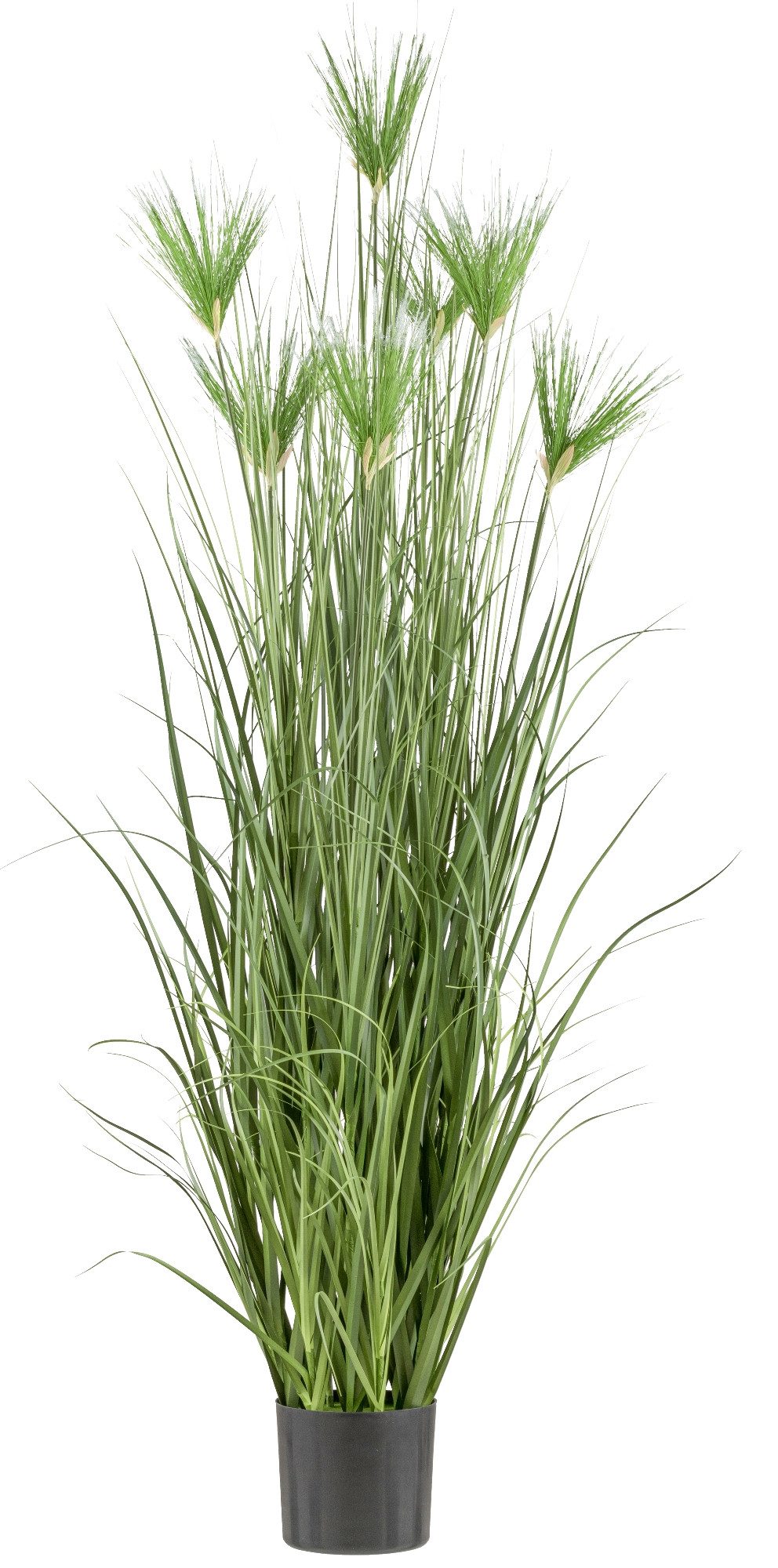 Kunstpflanze Cyperus longus Gras 180cm im Kunststofftopf 19,5x17,cm