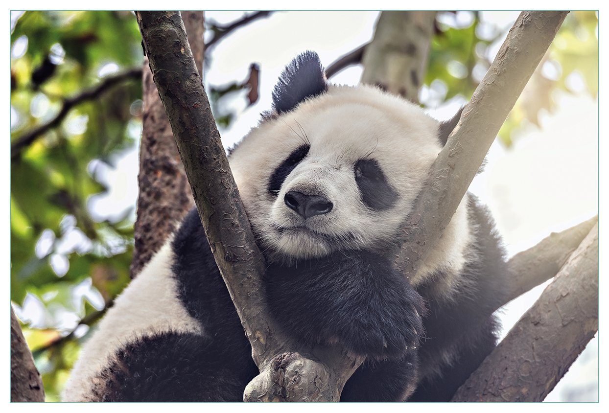 Schlafender Wallario (1-tlg) einem Panda Küchenrückwand in Baum,