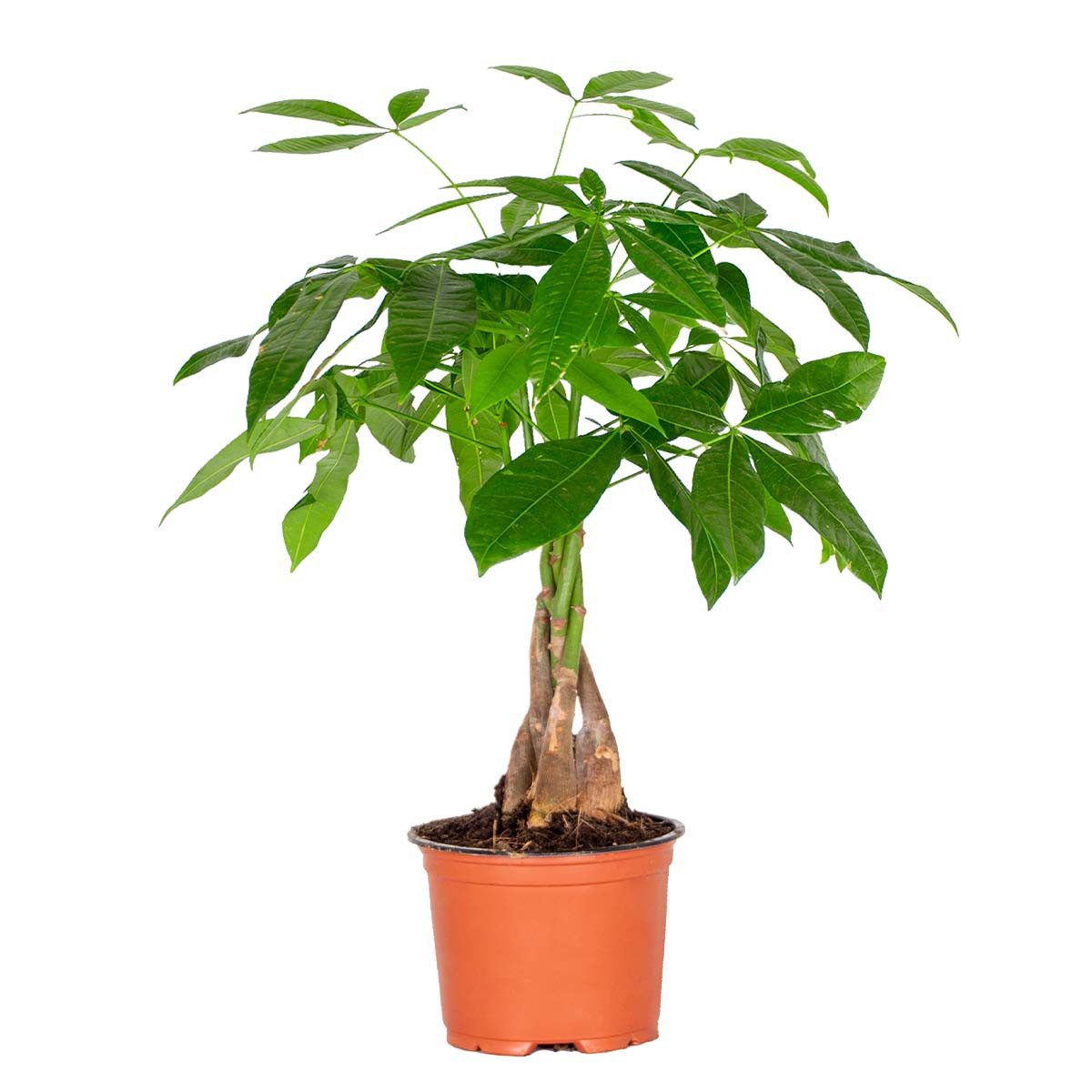 Bloomique Zimmerpflanze Bloomique - Pachira Aquatica - Glückskastanie - Zimmerpflanzen - Luftr, 1 St.