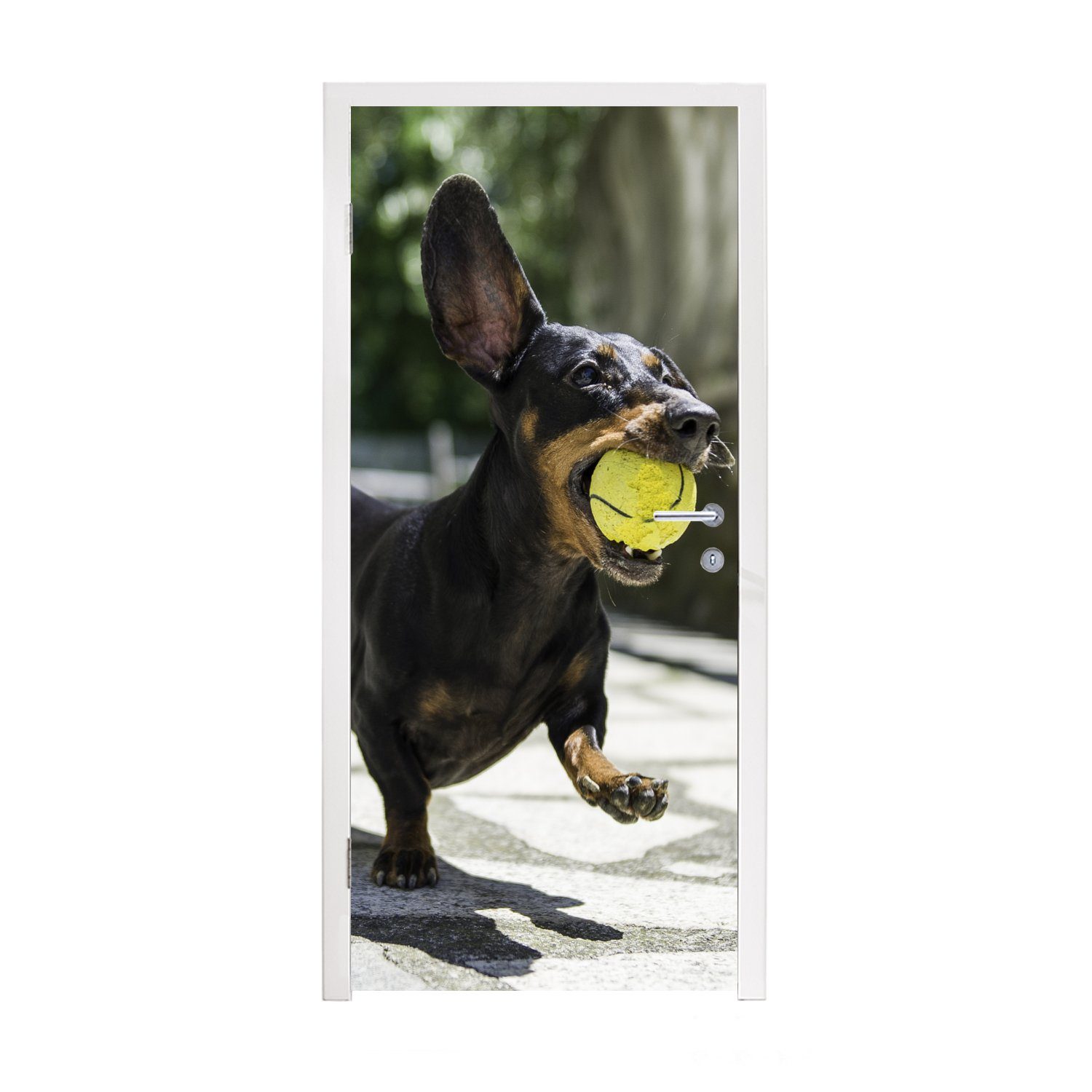 MuchoWow Türtapete Ein schwarzer Dachshund mit einem Tennisball, Matt, bedruckt, (1 St), Fototapete für Tür, Türaufkleber, 75x205 cm