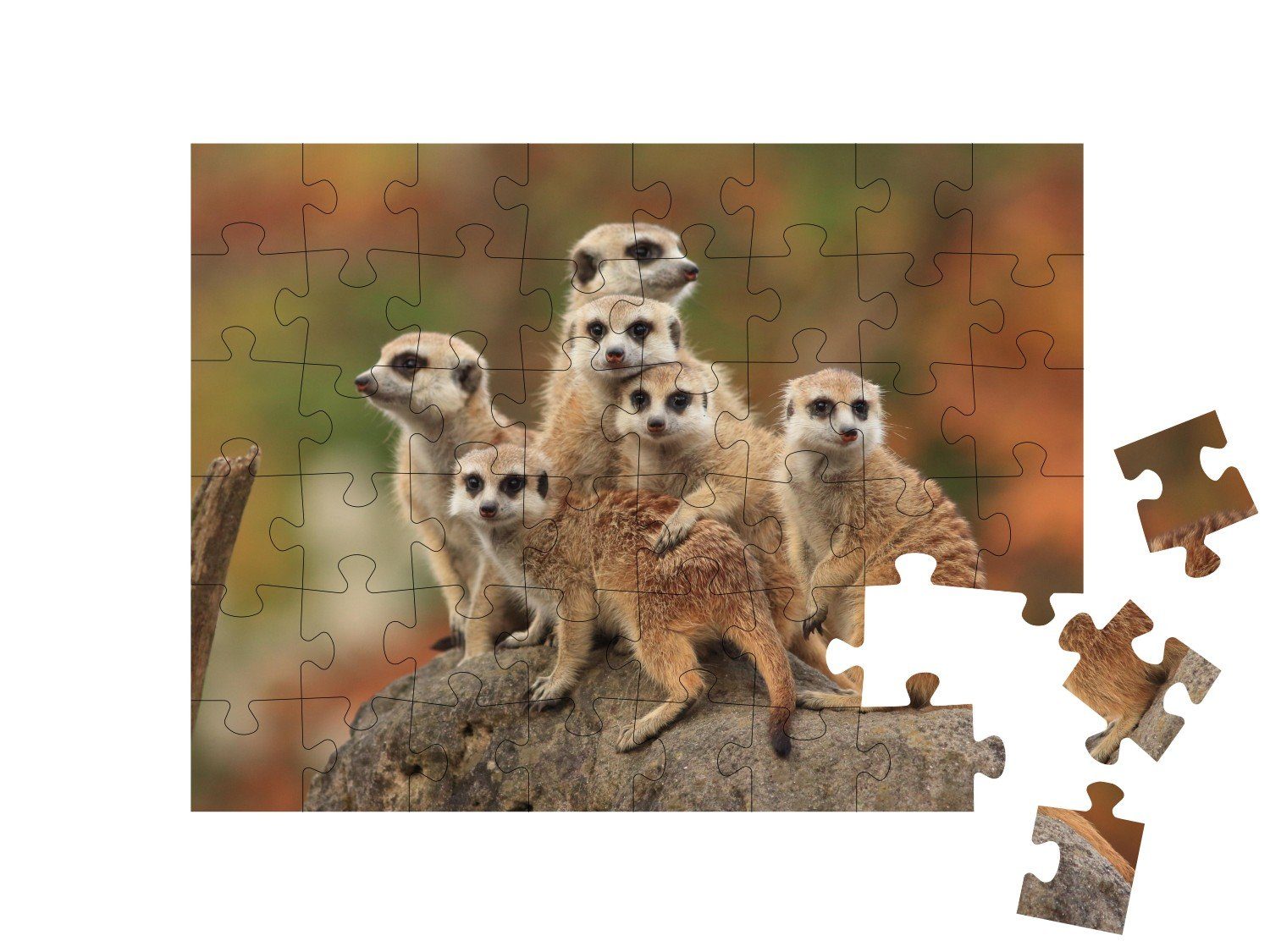 puzzleYOU Puzzle Gruppe von puzzleYOU-Kollektionen in Wüste 48 Tiere Puzzleteile, Erdmännchen, Savanne Erdmännchen, &