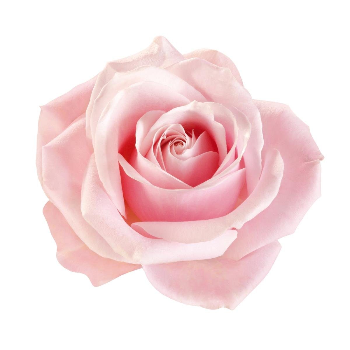 IPURO Raumduft Ipuro Essentials lovely flowers 50ml - Raumduft Dufträume Rosenduft (1