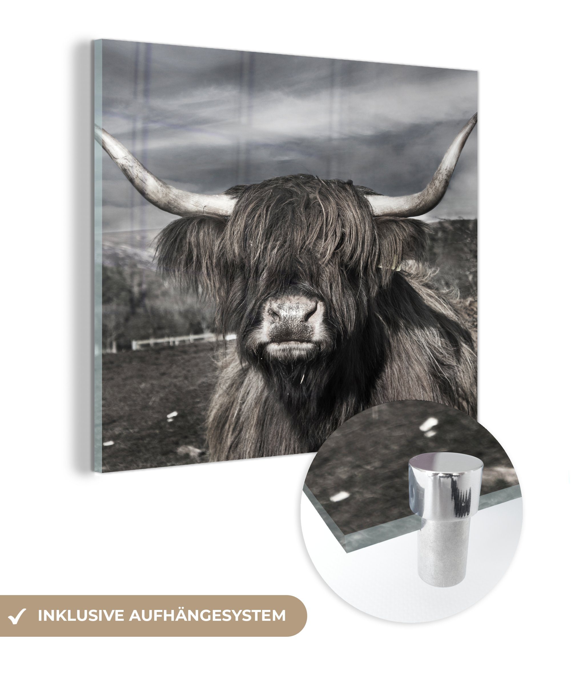MuchoWow Acrylglasbild Schottischer Highlander - Tiere - Hörner, (1 St), Glasbilder - Bilder auf Glas Wandbild - Foto auf Glas - Wanddekoration