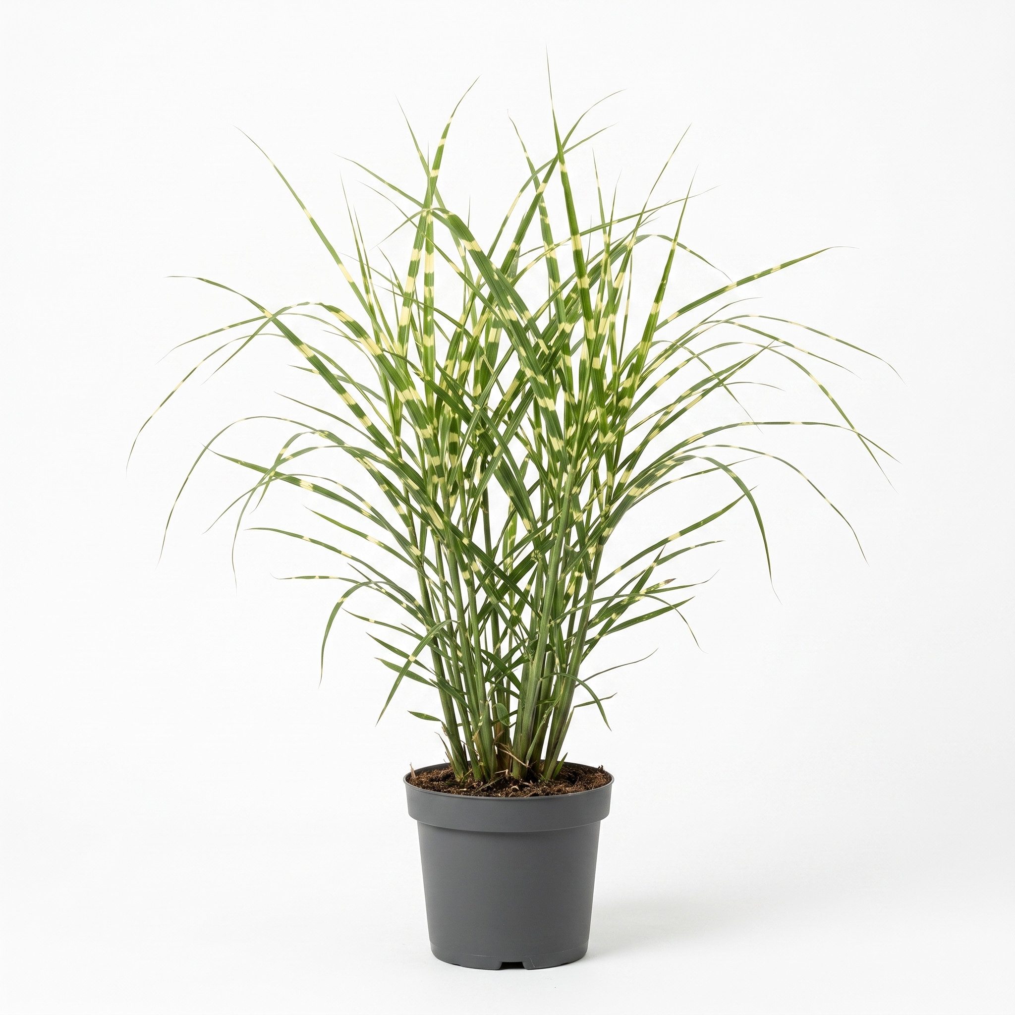 Pflanzen für Dich Gräser Miscanthus sinensis 'Zebrinus', 1 St., Zebraschilf, Chinaschilf, gelbgrün gestreift, aufrecht wachsend