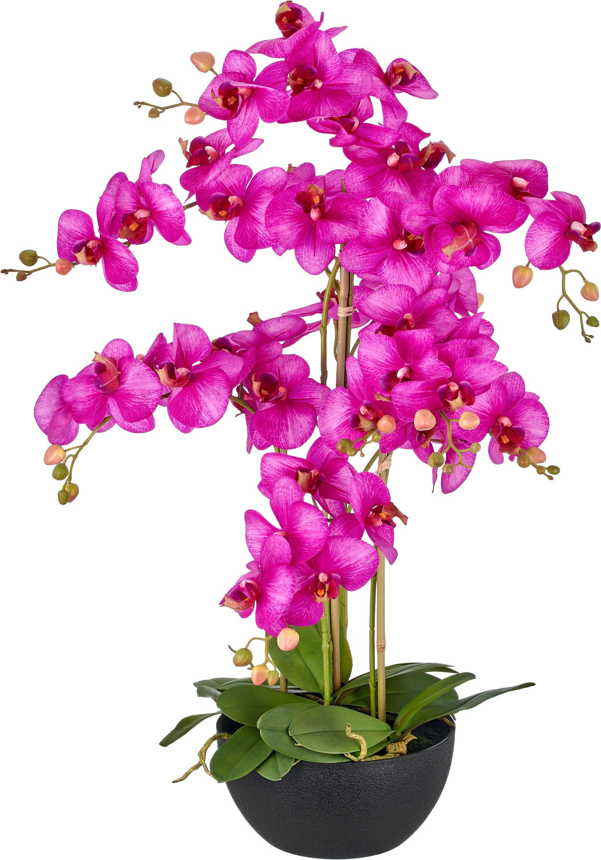 Kunstorchidee Phalaenopsis, Creativ green