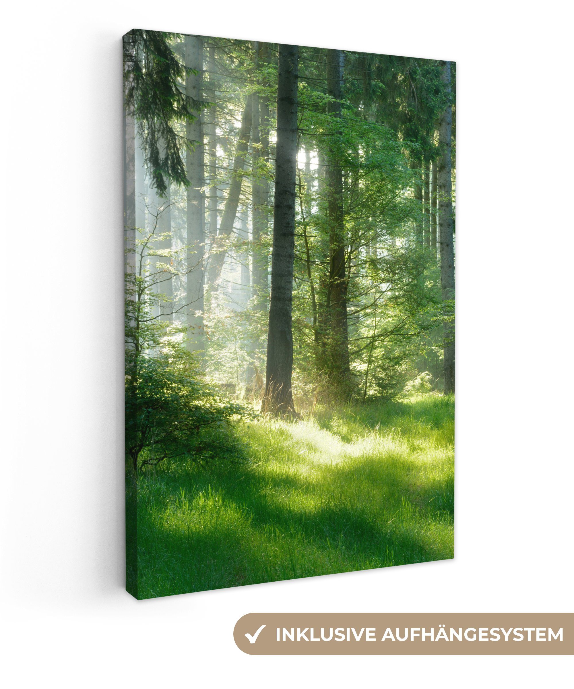 OneMillionCanvasses® Leinwandbild Natur - Bäume - Wald - Grün - Sonne - Gra günstig online kaufen
