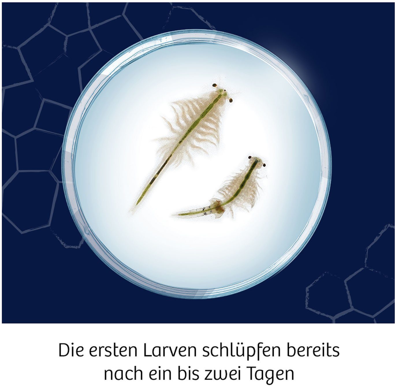 Kosmos Experimentierkasten Fun Science Wuselnde Salzkrebse, Made in Germany – Bild 5 von 5