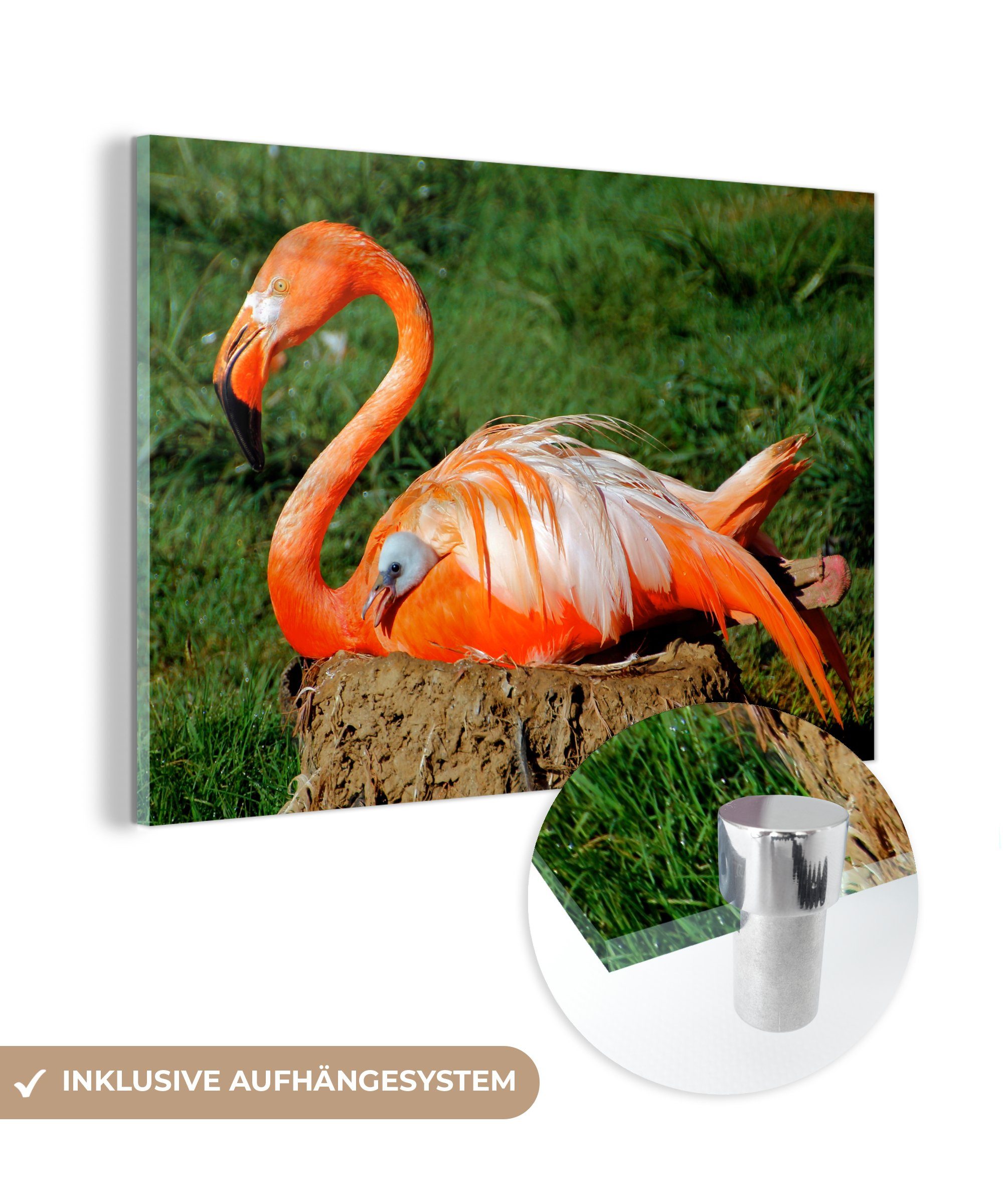 MuchoWow Acrylglasbild Flamingo beschützt ihr & St), Acrylglasbilder unter Schlafzimmer ihren Wohnzimmer (1 Flügeln, Küken