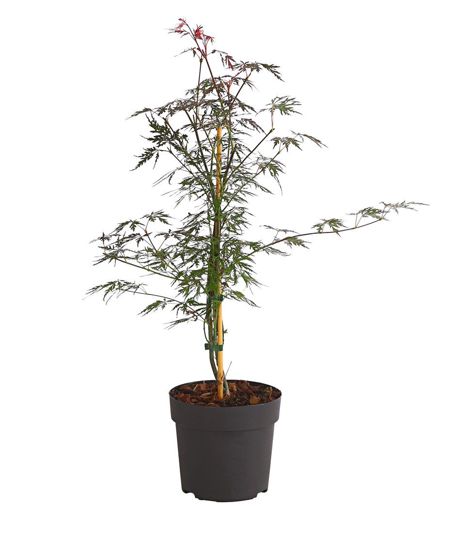 Dehner Gehölze Dunkelroter Schlitz-Ahorn Dissectum Garnet, Acer palmatum, rotlaubiger Zierstrauch mit filigranen, fein geschlitzten Blättern
