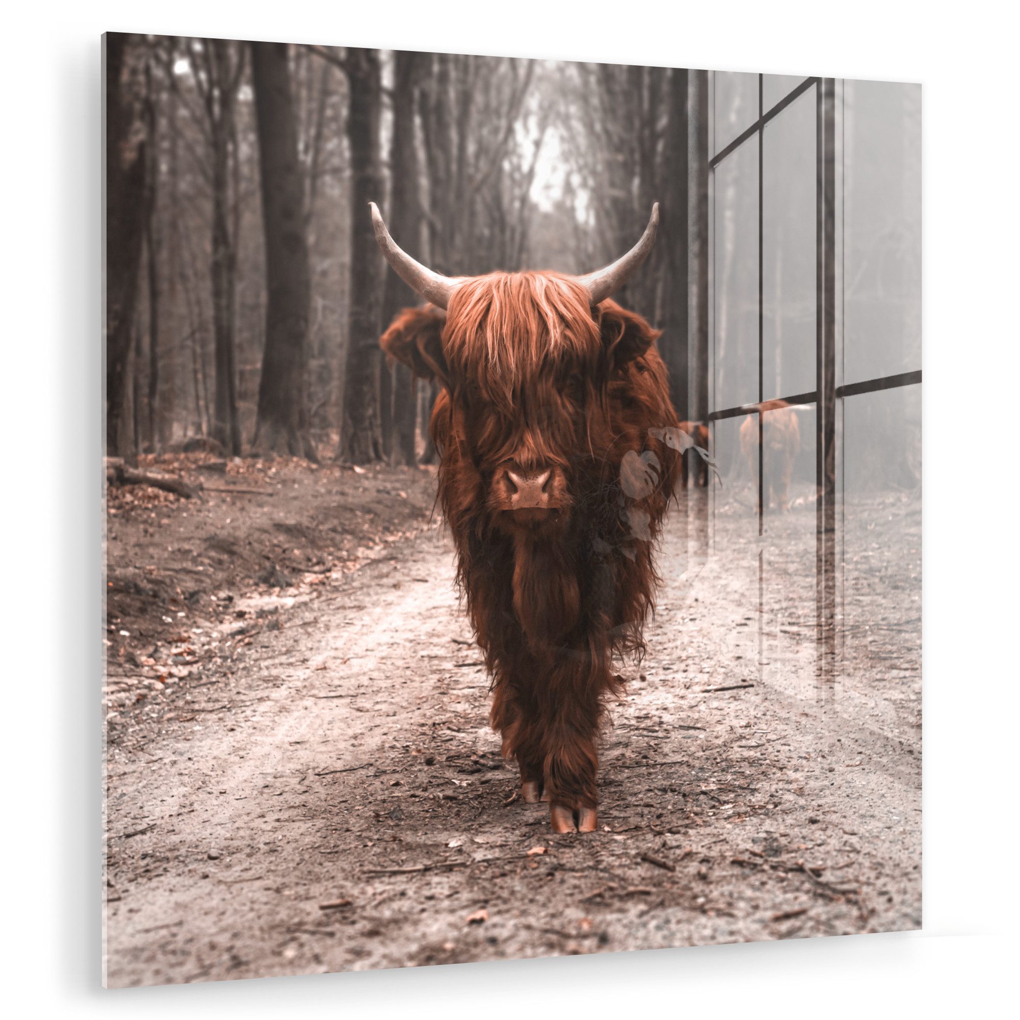 MuchoWow Acrylglasbild Schottischer Hochländer - Wald günstig online kaufen