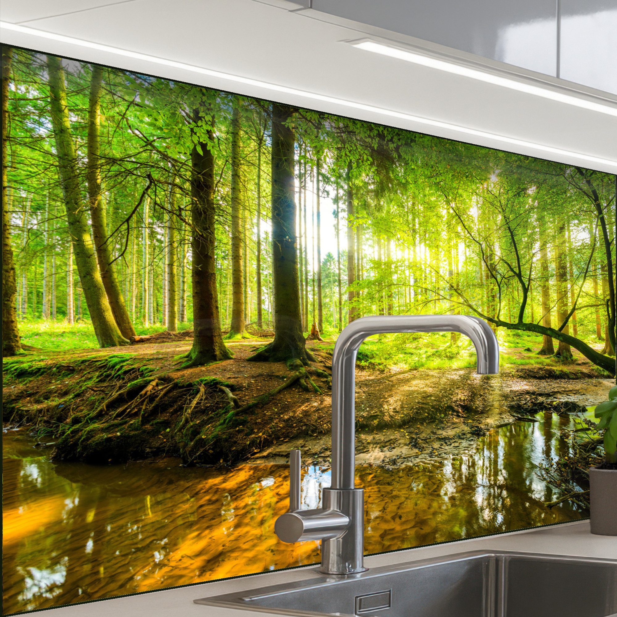 Wald – Landschaft – Wasser – Bäume – Sonne – Grün – Natur