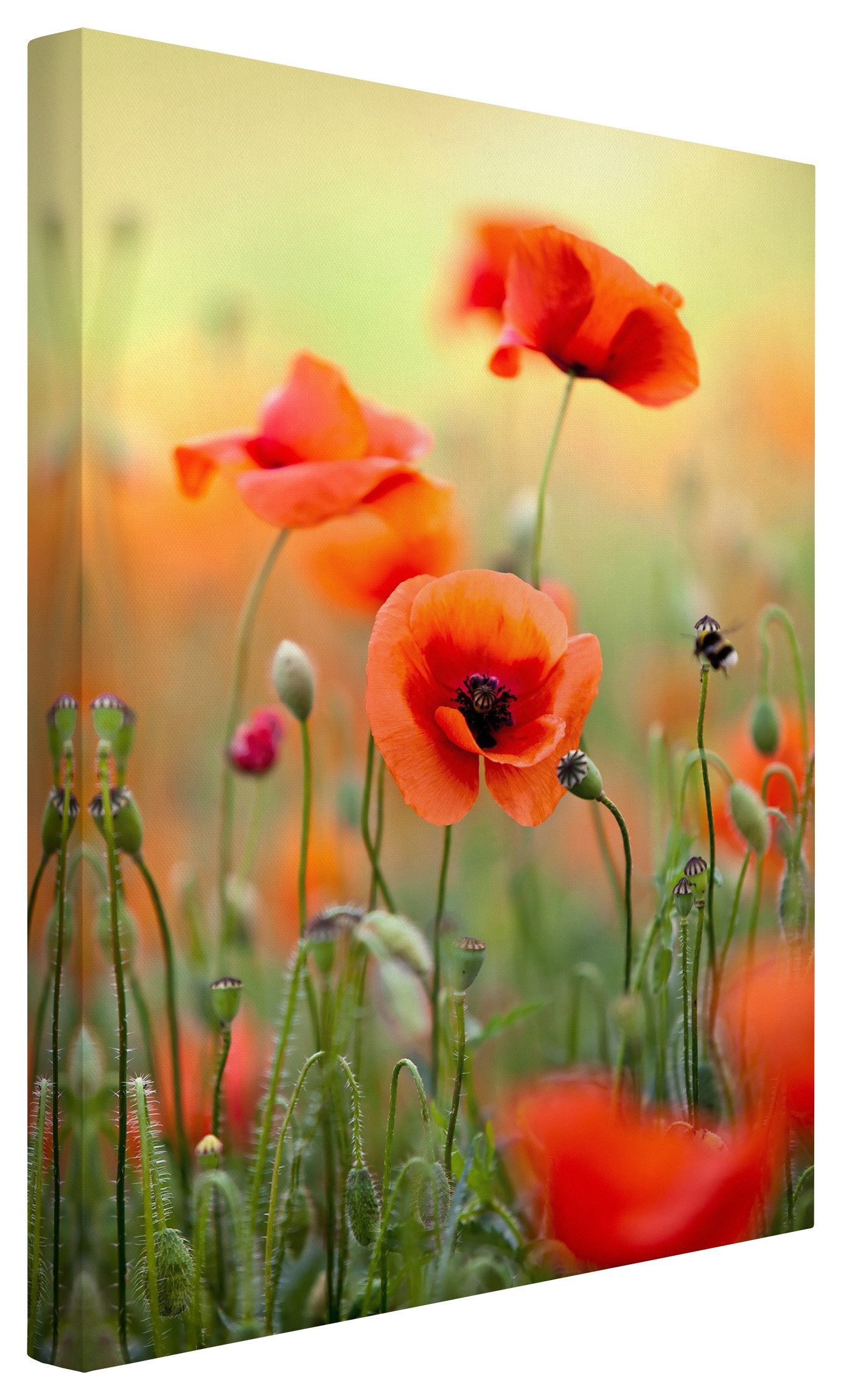 Bilderdepot24 Leinwandbild Blume Natur Modern Roter günstig online kaufen