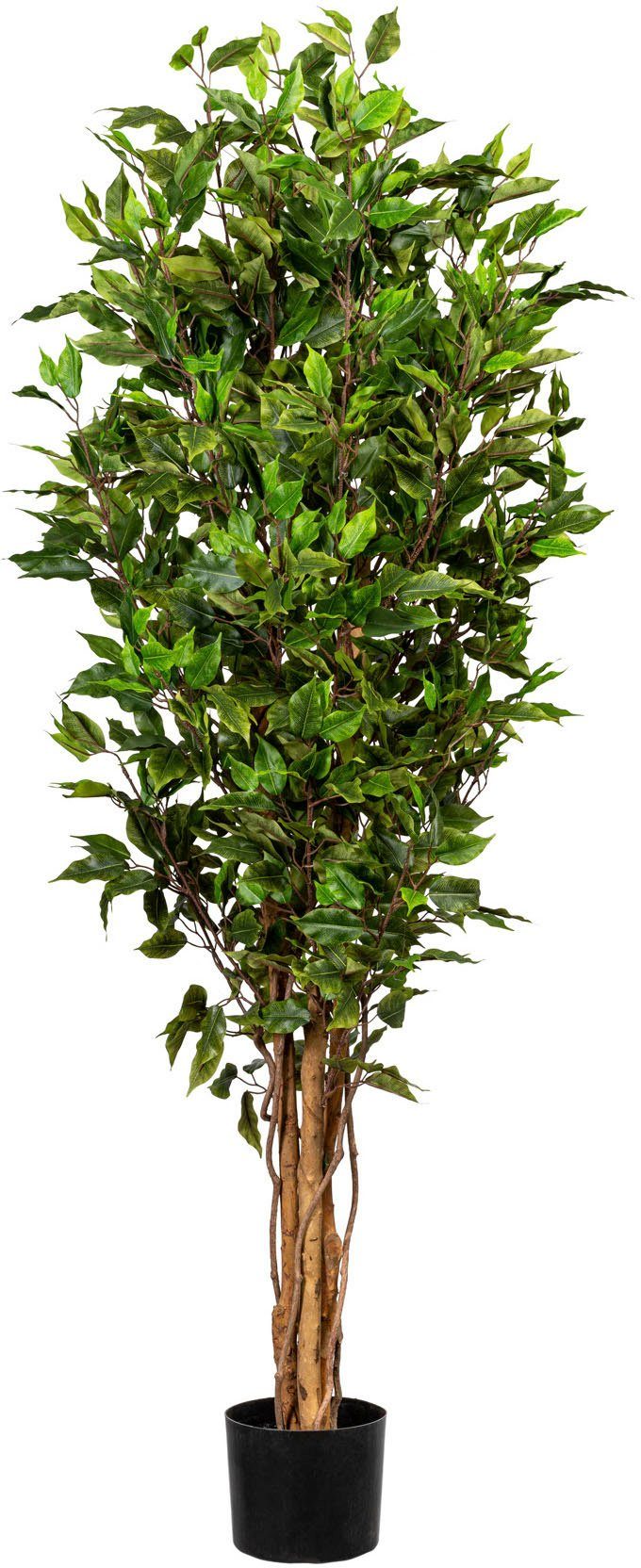 Höhe cm Ficus Benjamini Ficus Kunstbaum Benjamini, 151 Creativ green,