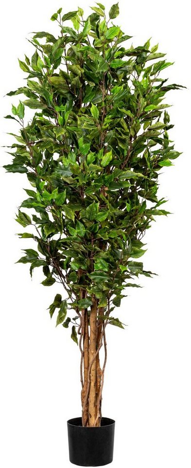 Kunstbaum Ficus Benjamini Ficus Benjamini, Creativ green, Höhe 151 cm