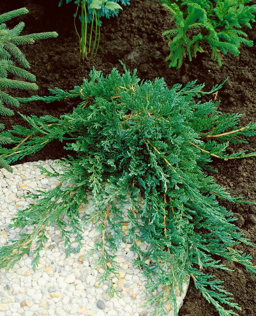 Pflanzen für Dich Konifere Juniperus horizontalis Wiltonii, 1 St., Kriech-Wacholder, Teppich-Wacholder, blaugrau, kriechend