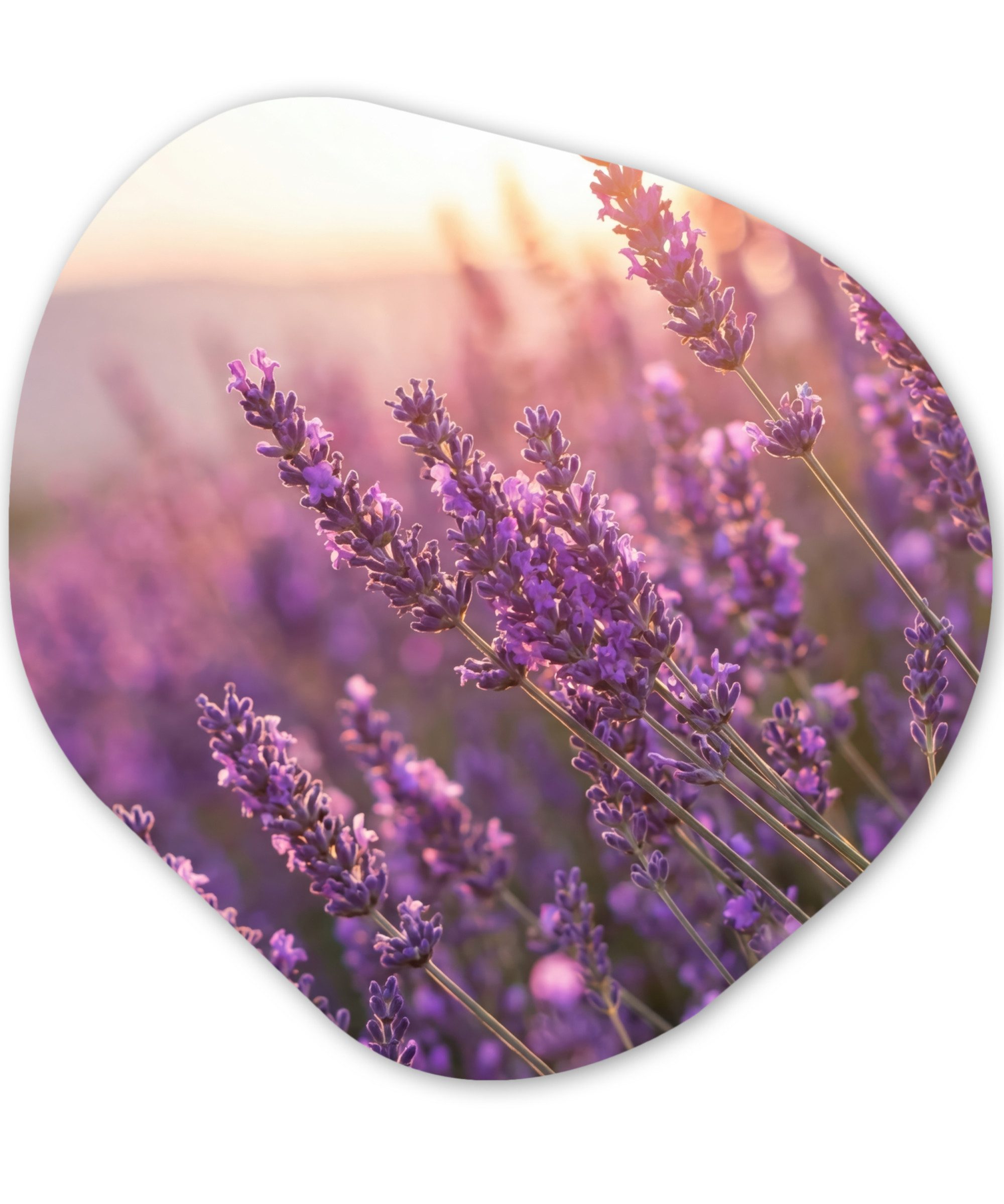 MuchoWow Gemälde Lavendel - Lila - Sonnenlicht, Fotodruck (1 St), Wandbild Abstrakt, Wohnzimmer Schlafzimmer Wanddekoration, 40x40 cm