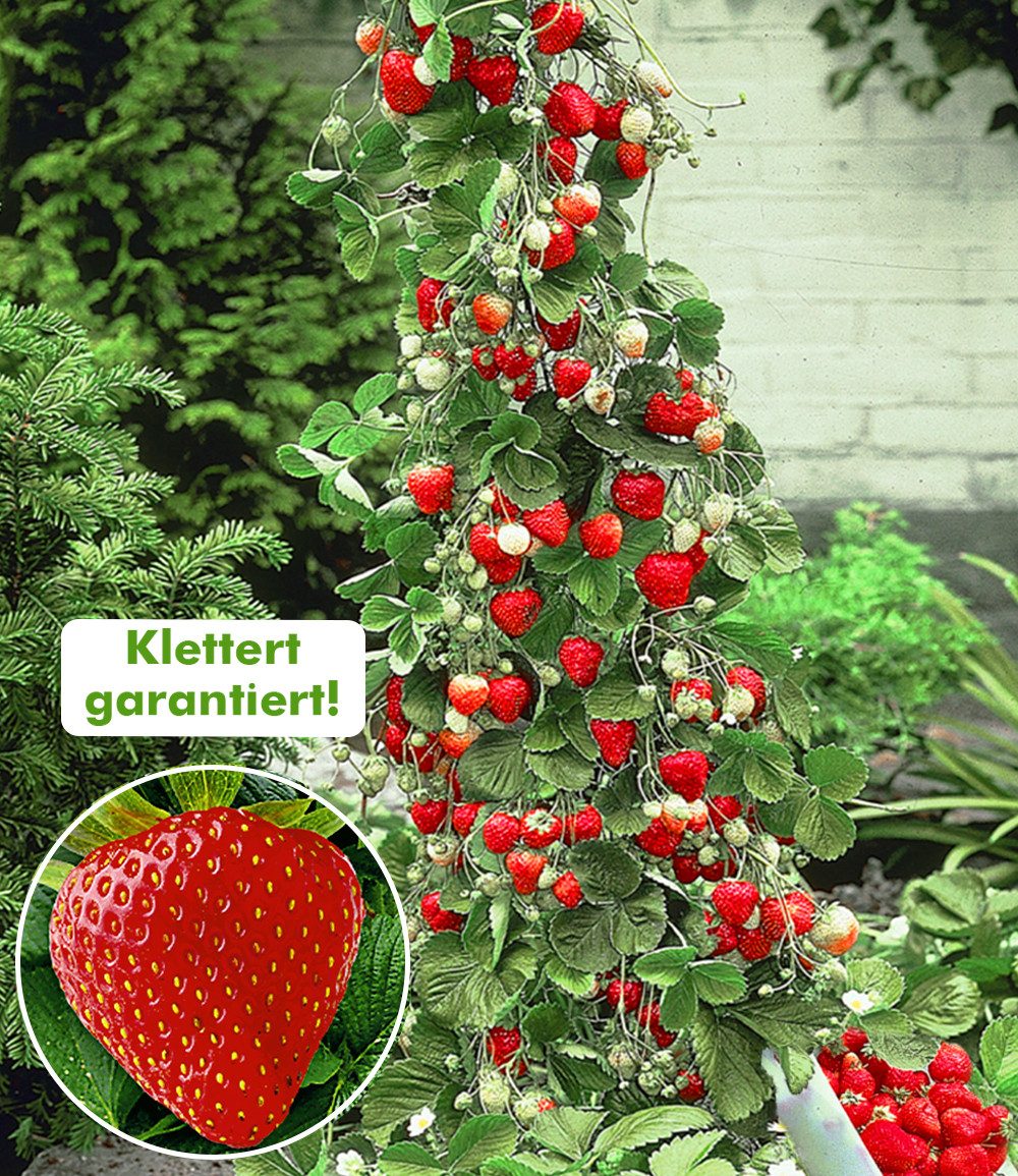 BALDUR Garten Obstpflanze Kletter-Erdbeere 'Hummi®', 3 St., Selbstbefruchtend, lange Blütezeit,winterhart, mehrjährig