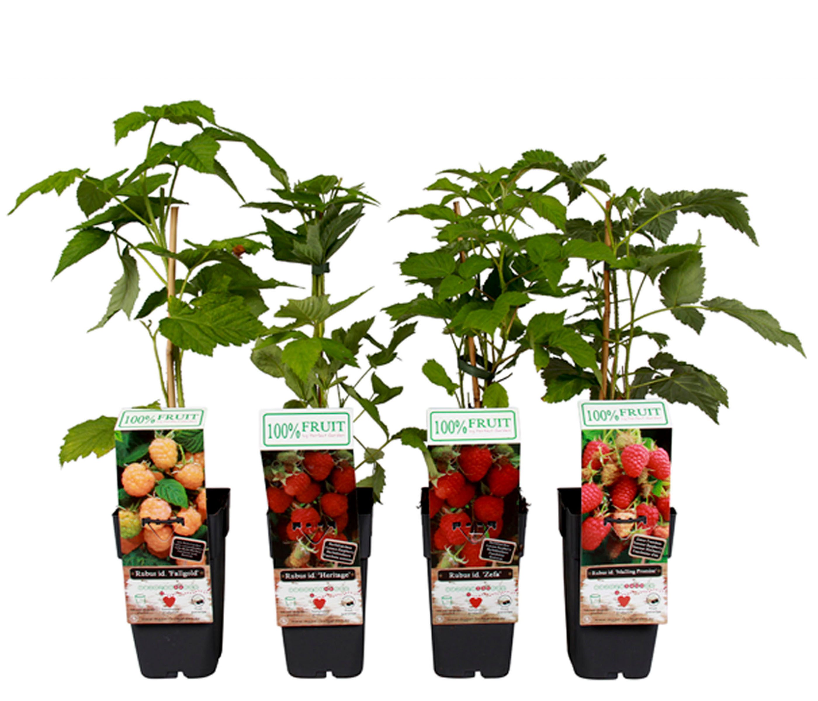 Dehner Obstpflanze Himbeere 4er Set, je 50-60 cm, 2 l Topf, 4 verschiedene Selbstbefruchter-Sorten für Ernte im Sommer und Herbst
