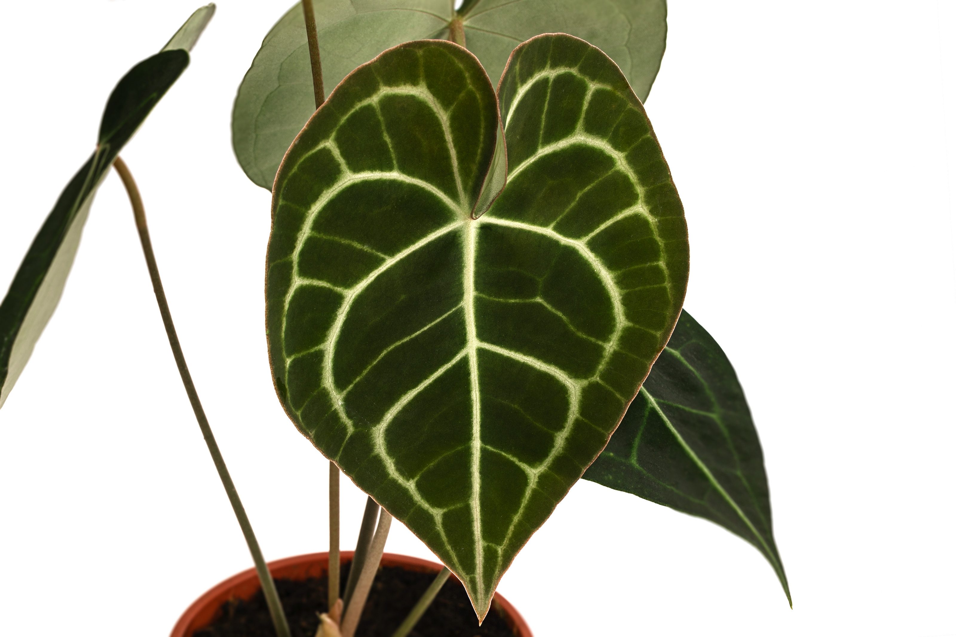 Dehner Zimmerpflanze Herzblattblume, Anthurium clarinervium, Pflanzen-Rarität, luftreinigende, tropische Grünpflanze mit herzförmigen Blättern