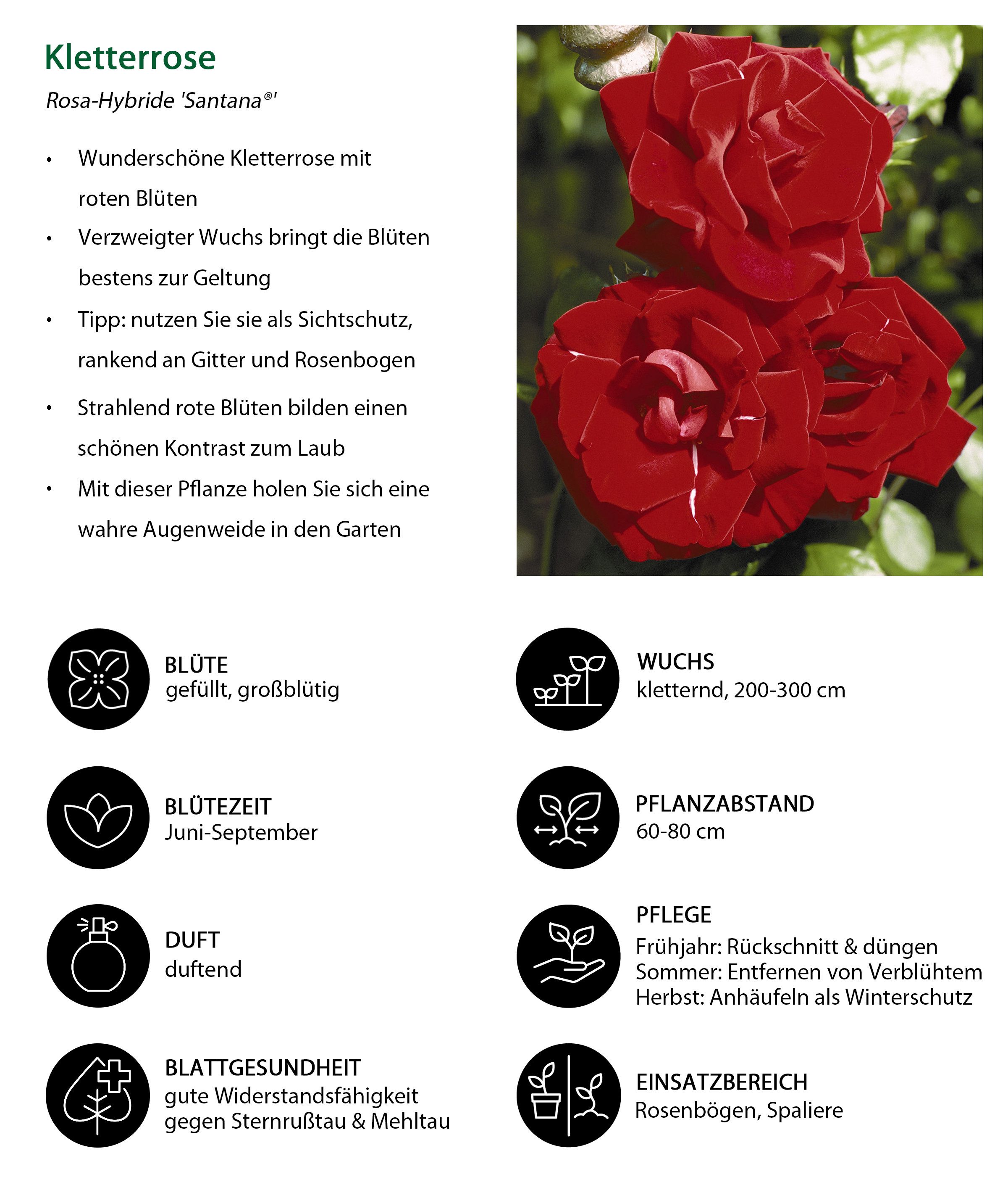 Dehner Rose Kletterrose Santana®, rote Blüten, gefüllt/duftend, Blüten gefüllt und duftend, Züchter Tantau