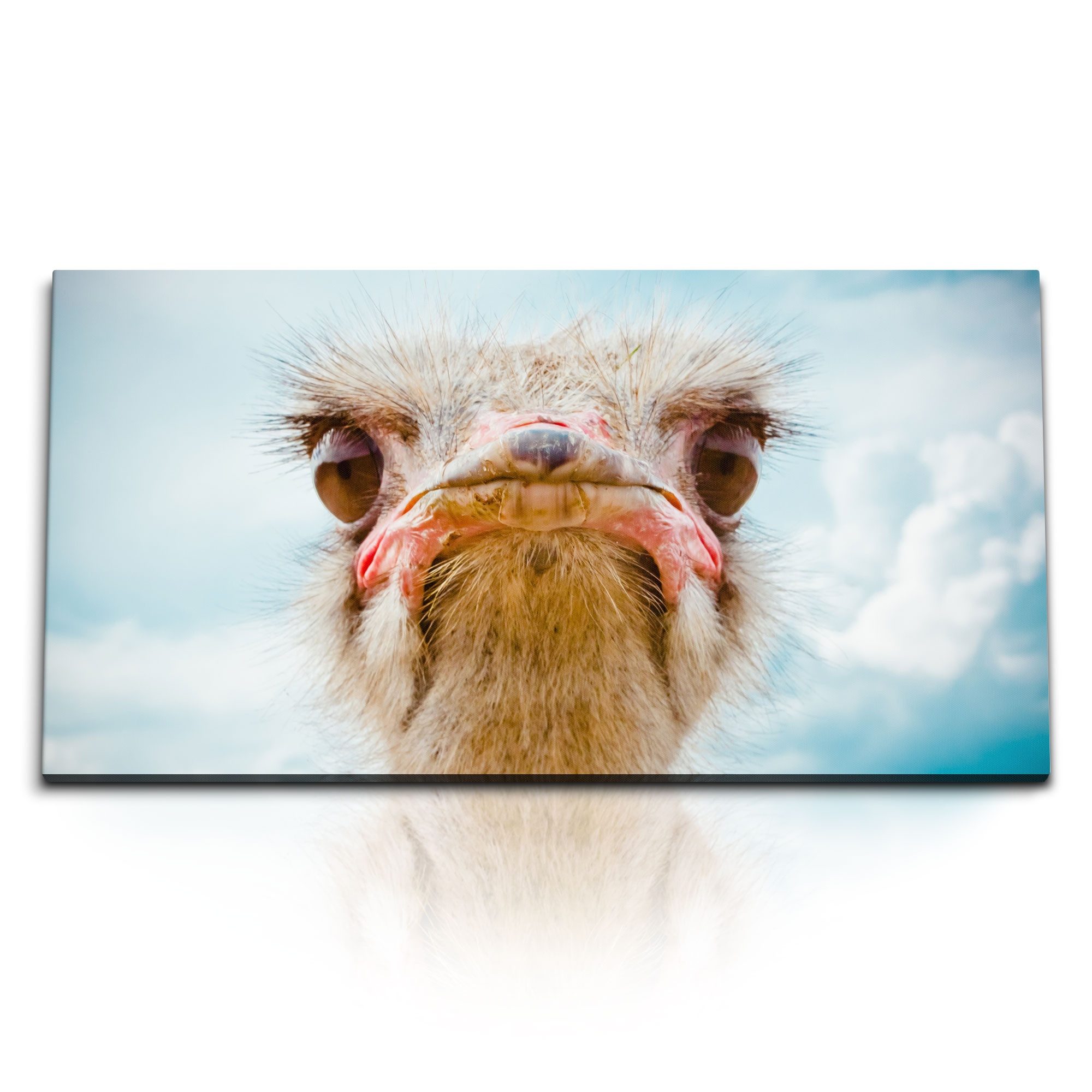 Leinwandbild Kunstdruck Bilder 120x60cm Strauß Straßenkopf Tierfotografie Afrika bl