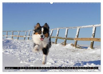 CALVENDO Wandkalender Australian Shepherd - Lebensfreude auf vier Pfoten (Premium, hochwertiger DIN A2 Wandkalender 2023, Kunstdruck in Hochglanz)