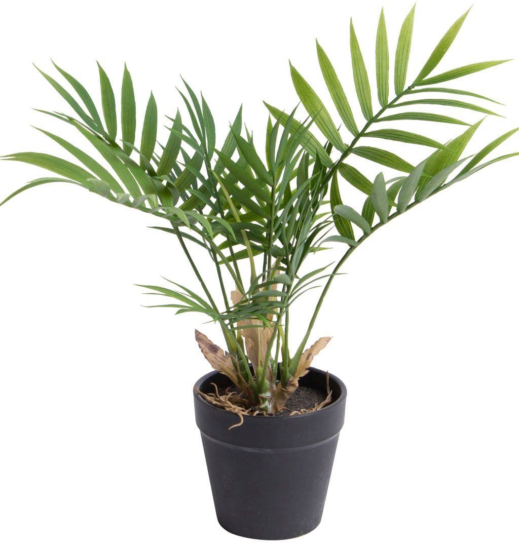 Künstliche Zimmerpflanze Chamaedorea Palme Palme, Botanic-Haus, günstig online kaufen