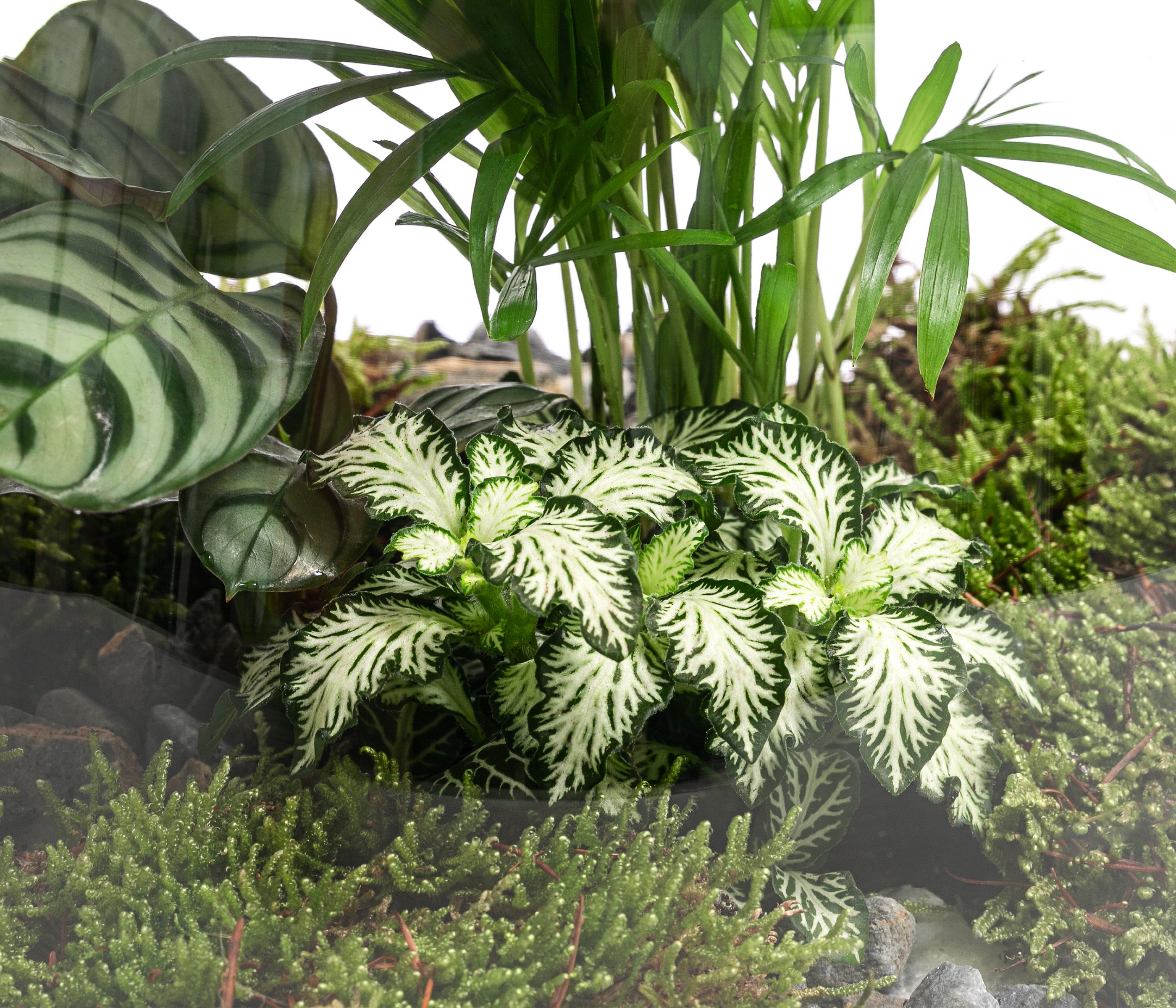 Dehner Zimmerpflanze Terrarium DIY Flaschengarten Mini-Urwald, 8-teilig, 1x Mosaikpflanze, 1x Marante, 1x Bergpalme, inkl. Deko – Bild 4 von 4