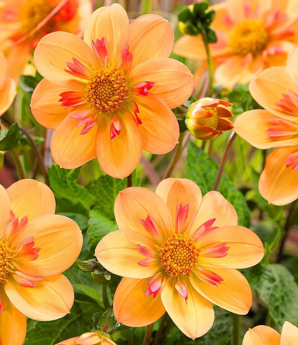 BALDUR Garten Blumenzwiebeln Dahlie 'Kelsey Annie Joy', Zweifarbige Kragendahlie, bienenfreundlich, pflegeleicht