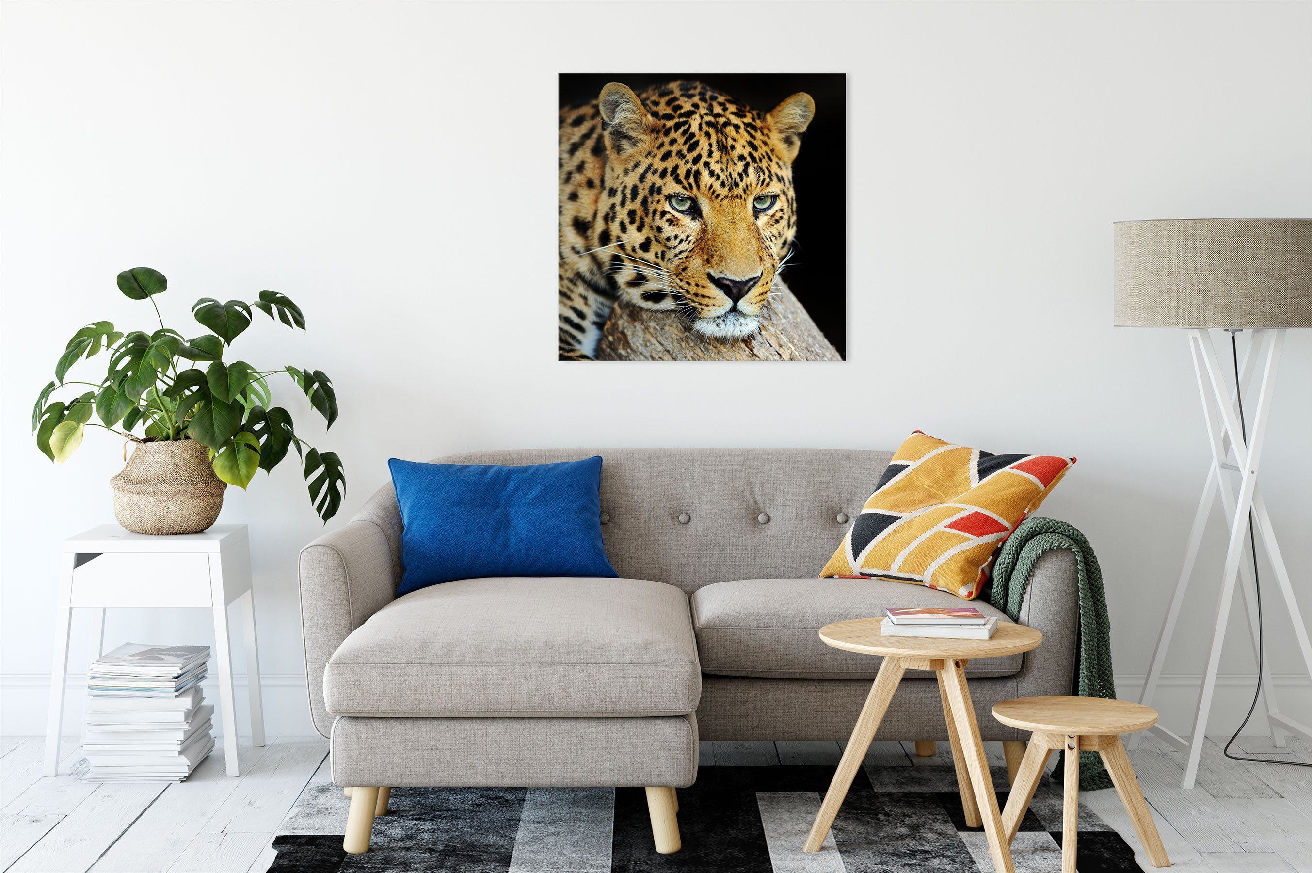 Pixxprint Leinwandbild Ruhiger fertig Leopard, Leopard inkl. Zackenaufhänger St), (1 Leinwandbild bespannt, Ruhiger