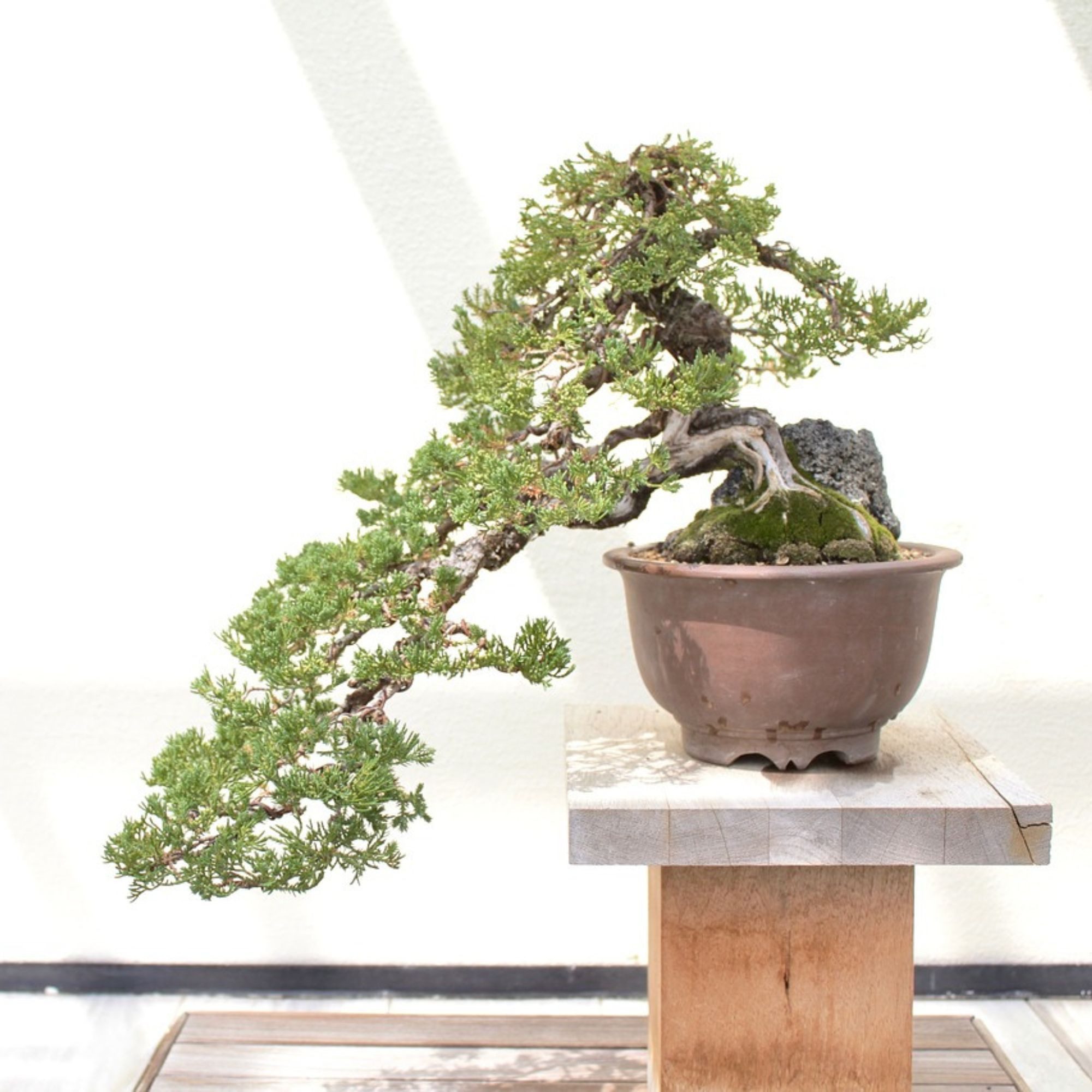 HappySeed Blumensamen GROW2GO Bonsai Starter Kit inkl. GRATIS eBook - Australische Kiefer, Bonsai – Bild 4 von 5